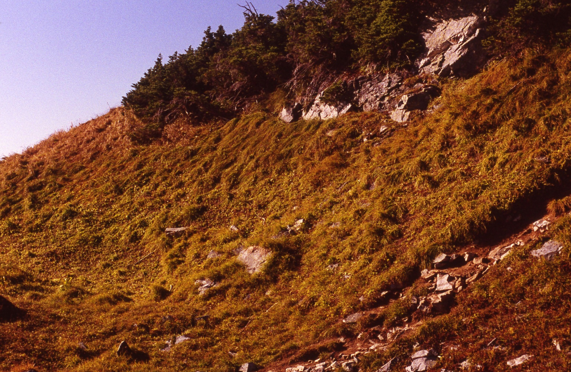 A hillside of grasses and rocks leading down from a forested area. On the right side of the image is a rocky trail.