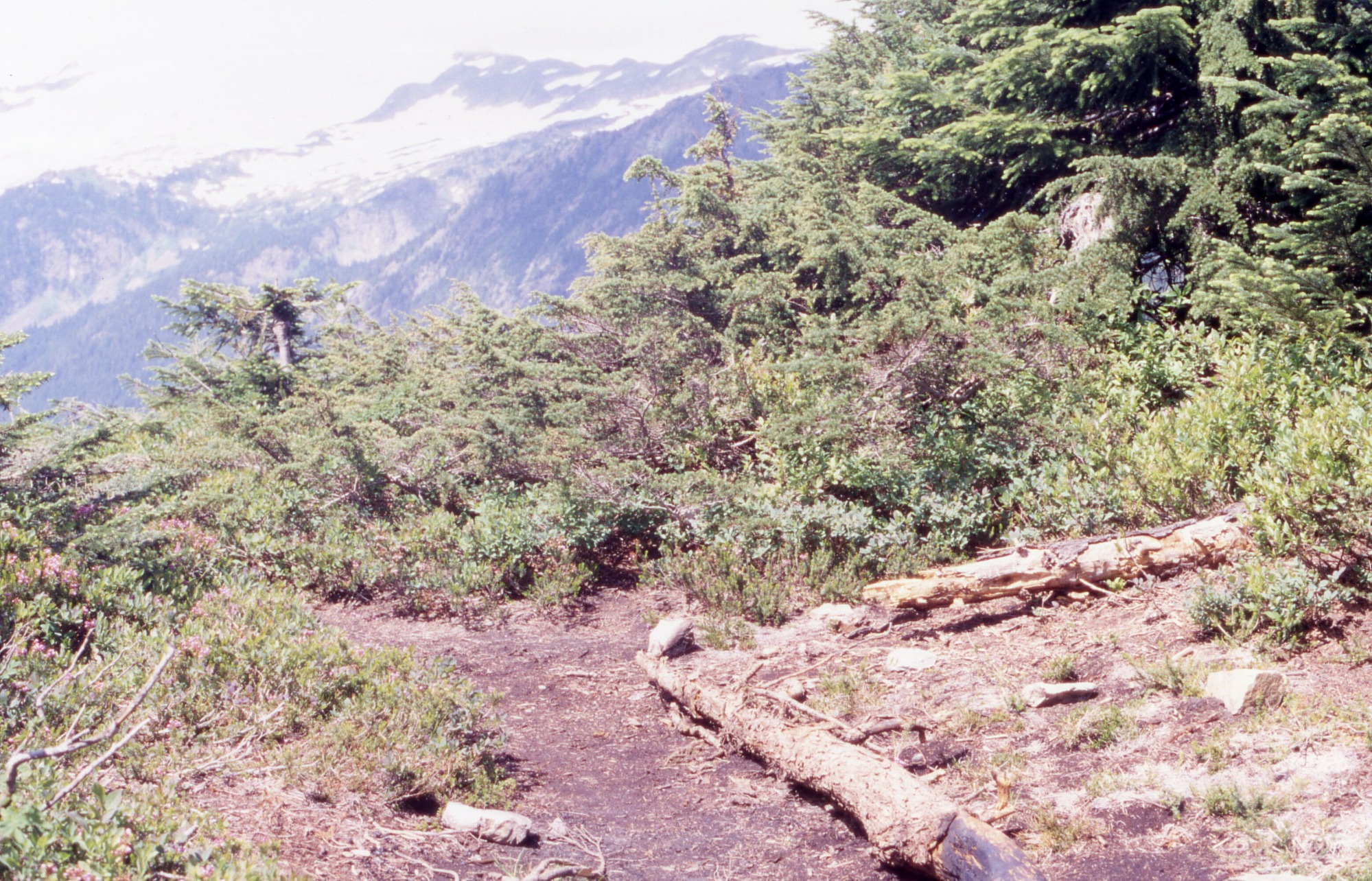 Large patch of dirt surrounded by shrubs, pines and other trees. A felled tree truck is in the middle of the frame but is split in half to section off a patch of curly mulch and young plants. In the background are mountains.
