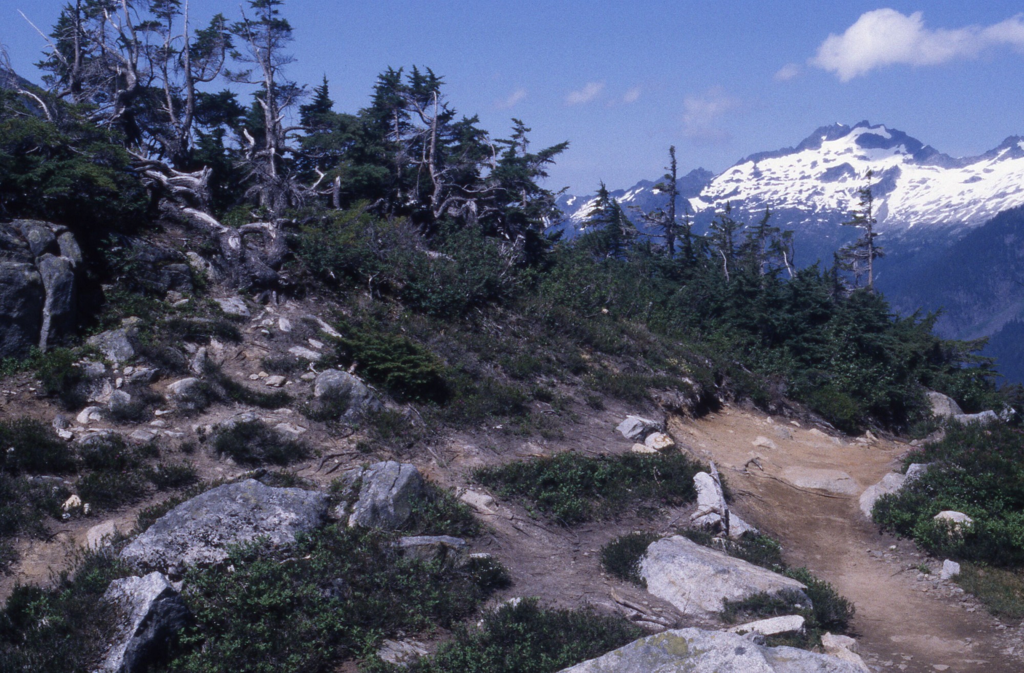 Trail through a rocky hill with shrubs, herbs, and pines, and dirt patches. Snowy mountains in the background.