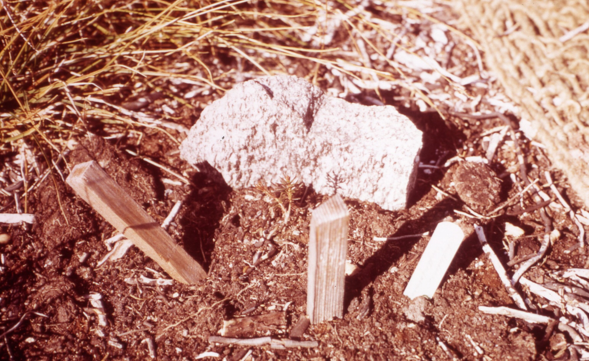 Three wooden stakes in front of a small rock in a patch of dirt.