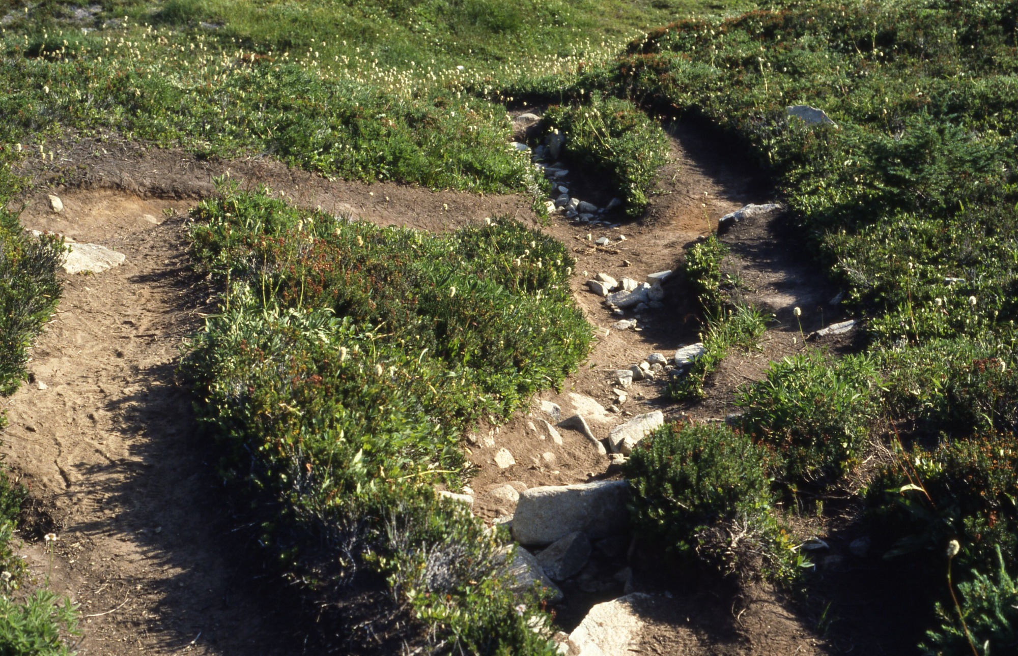 A meadow of grasses and wildflowers cut through by multiple intersecting trails studded with rocks.