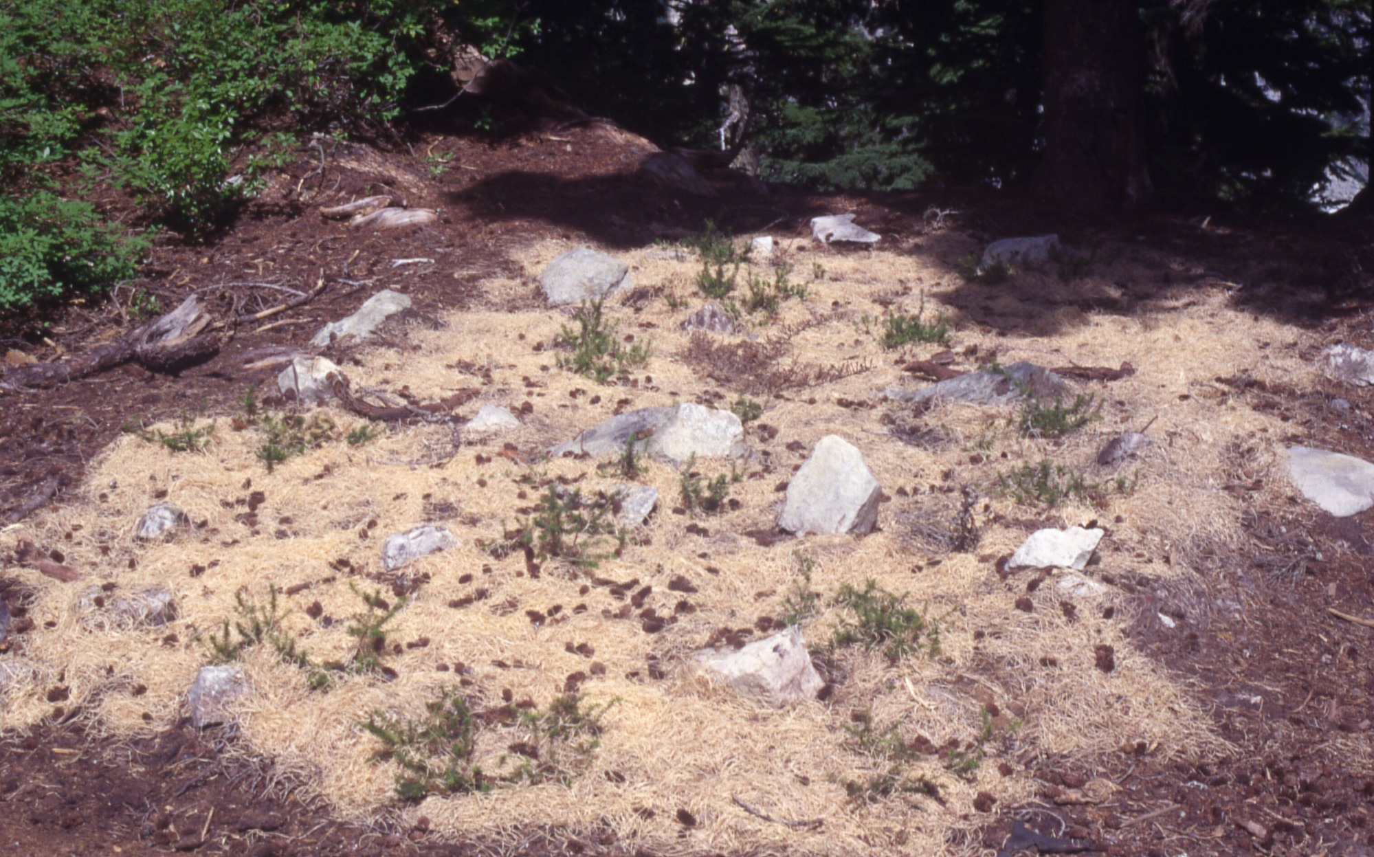 A large patch of curly mulch over a dirt patch with rocks, pine cones and sprouting plants growing through it.
