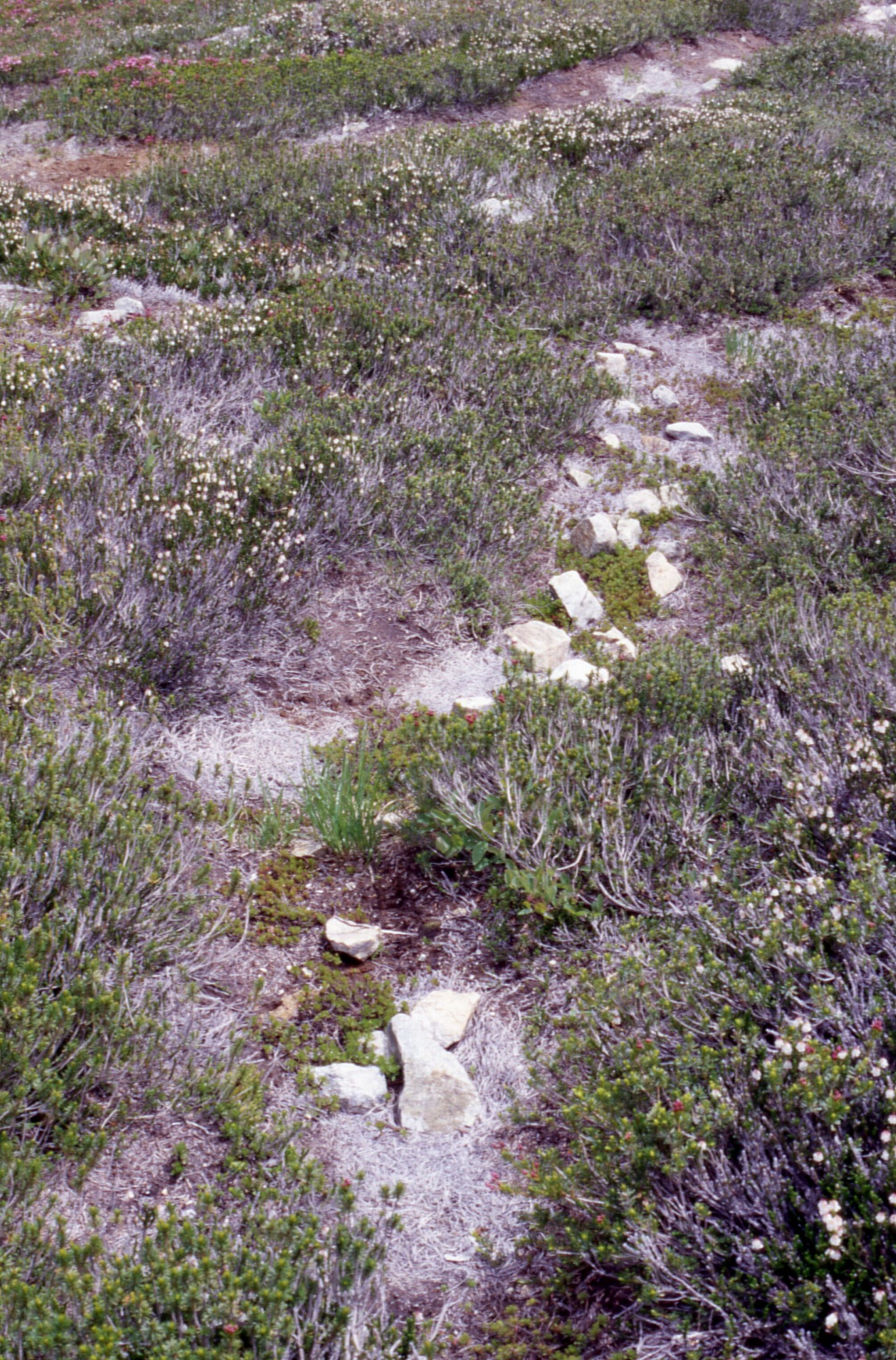 A narrow social trail cutting through a meadow of wildflowers and grasses covered in curly mulch and small rocks. In the background is an established trail.