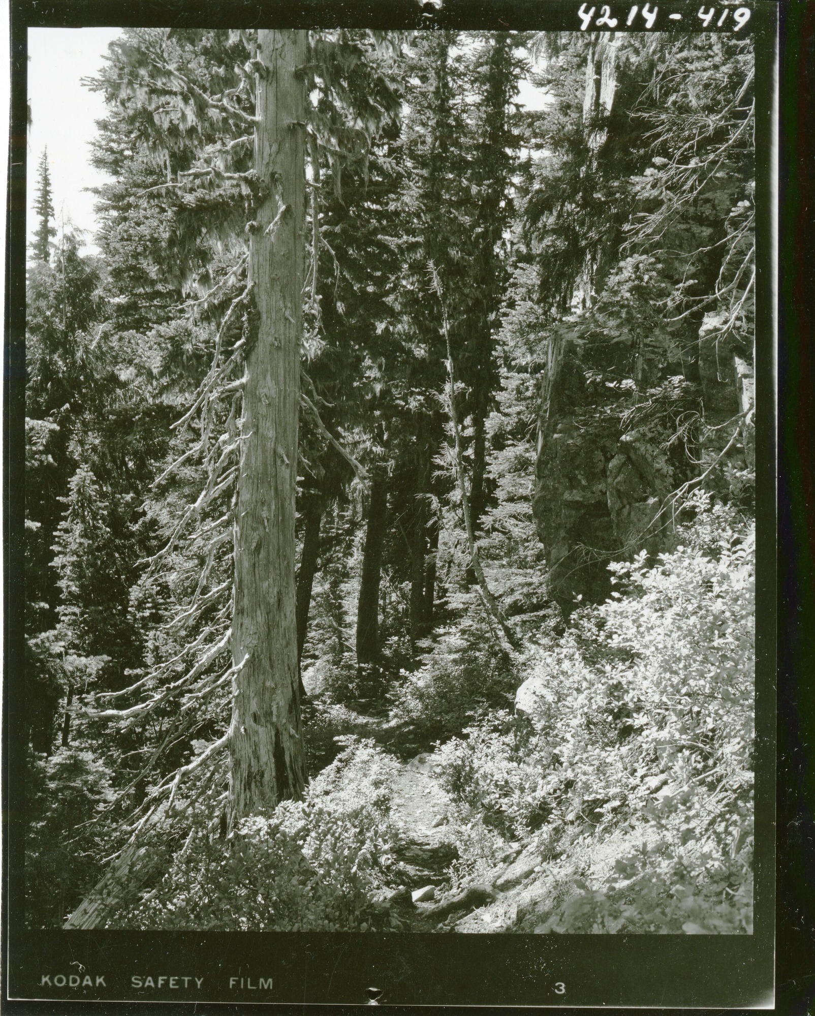 Coniferous tree trunks. Foliage in the back and foreground.