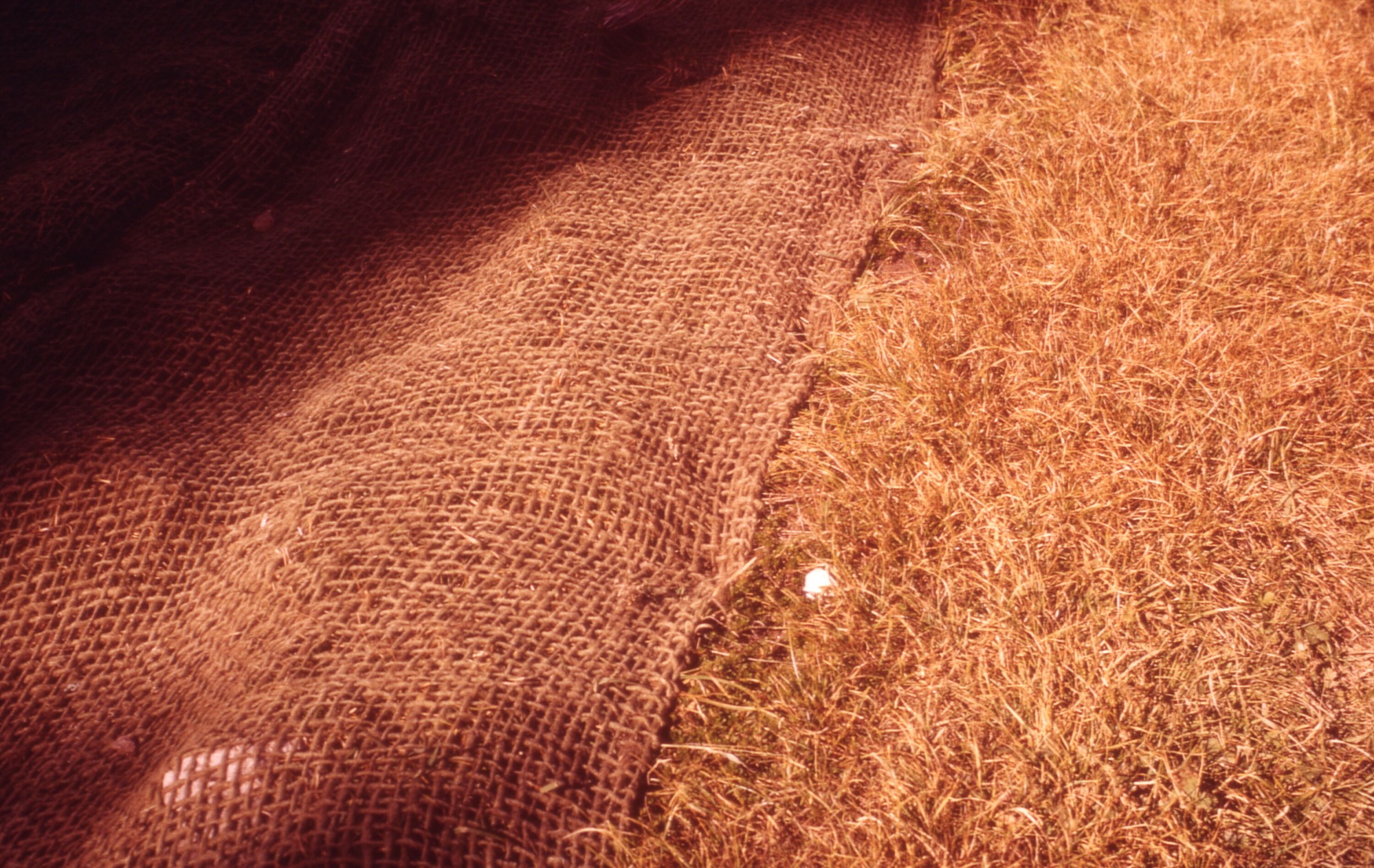Netting over a large bare patch besides some grass.
