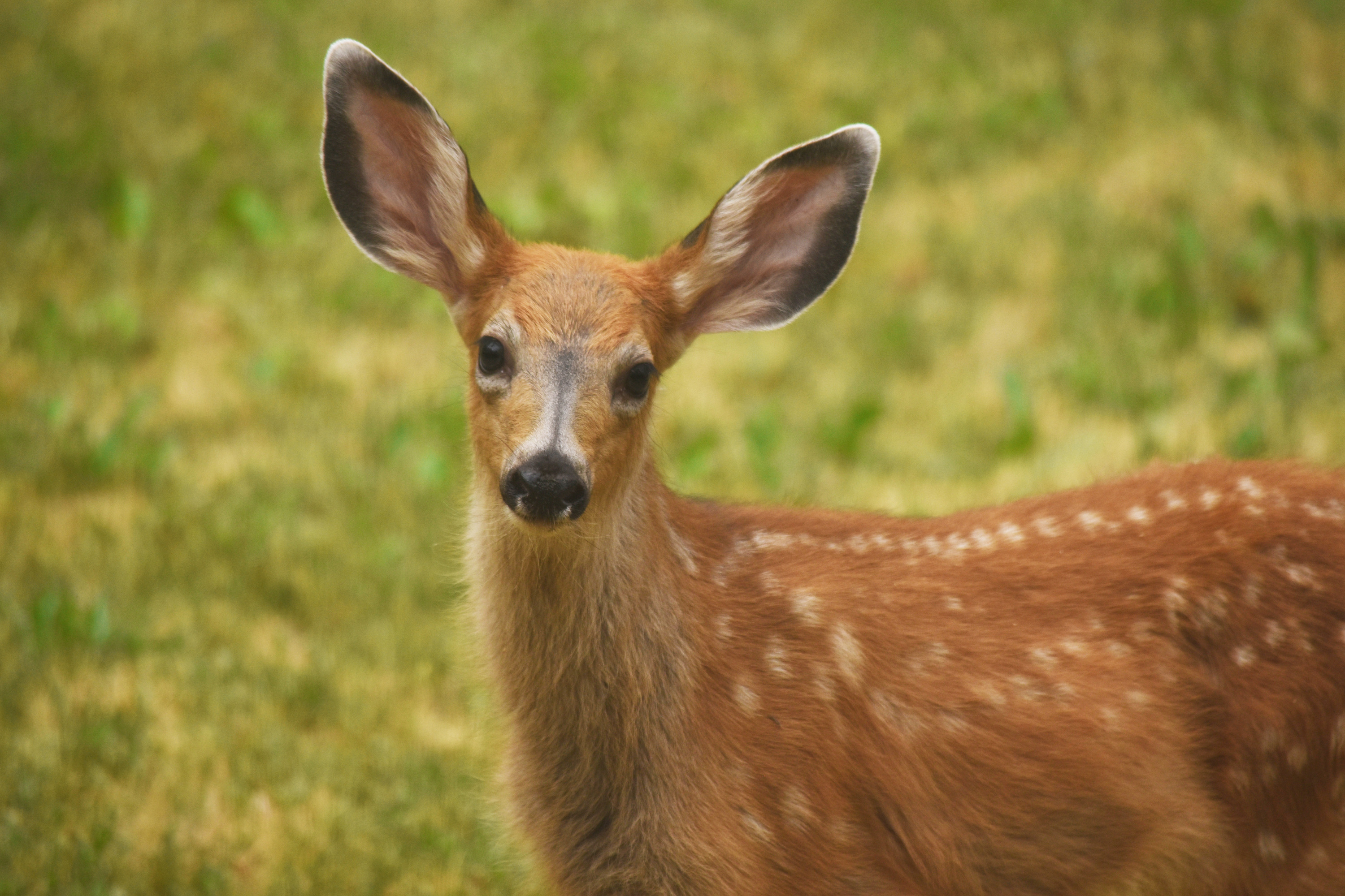 A spotted fawn with large ears looks at the camera.