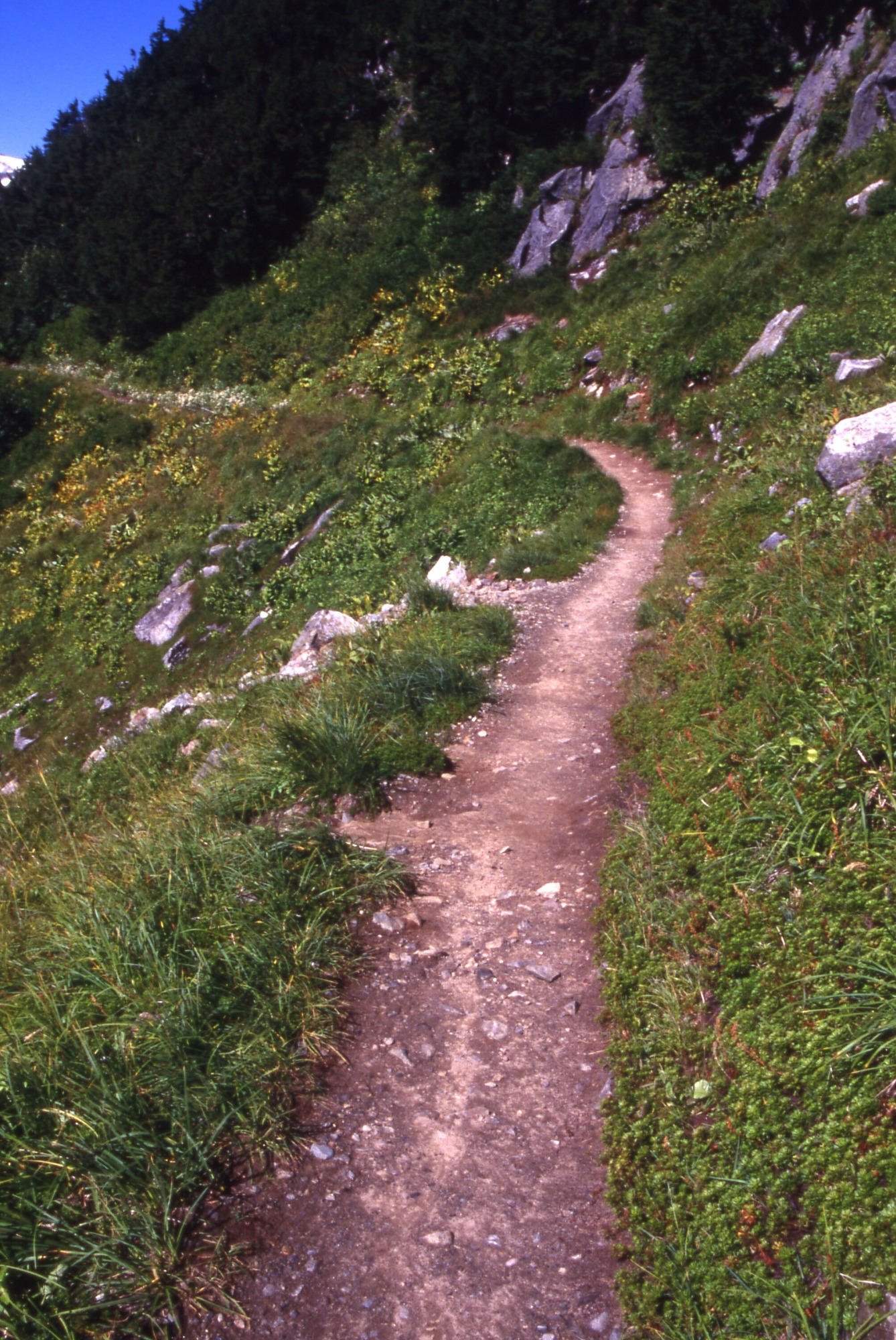 A trail cutting across a grassy slope surrounded by wildflowers, shrubs, and trees in the distance.