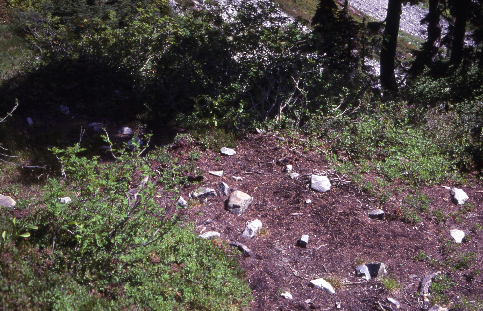 A dirt patch studded with rocks surrounded by brush and trees. In the distance are mountainsides.