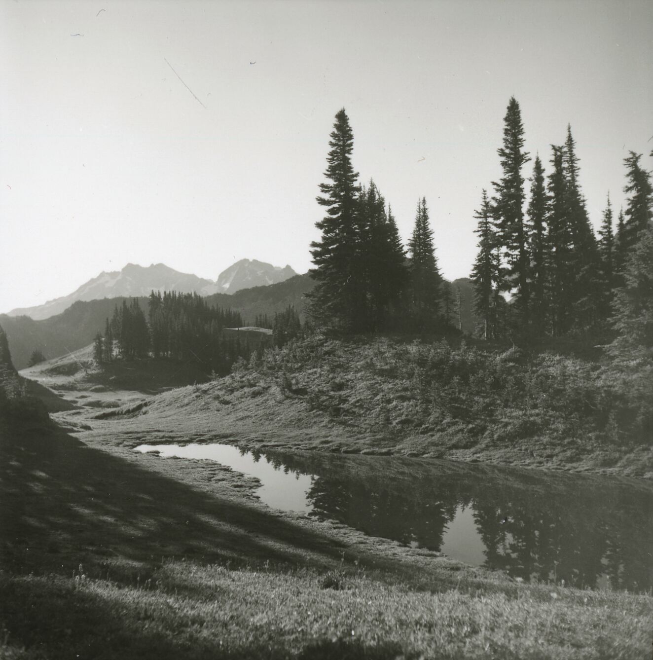 A pond surrounded by a meadow. A few conifers surround the pond, and mountain peaks stand in the background.