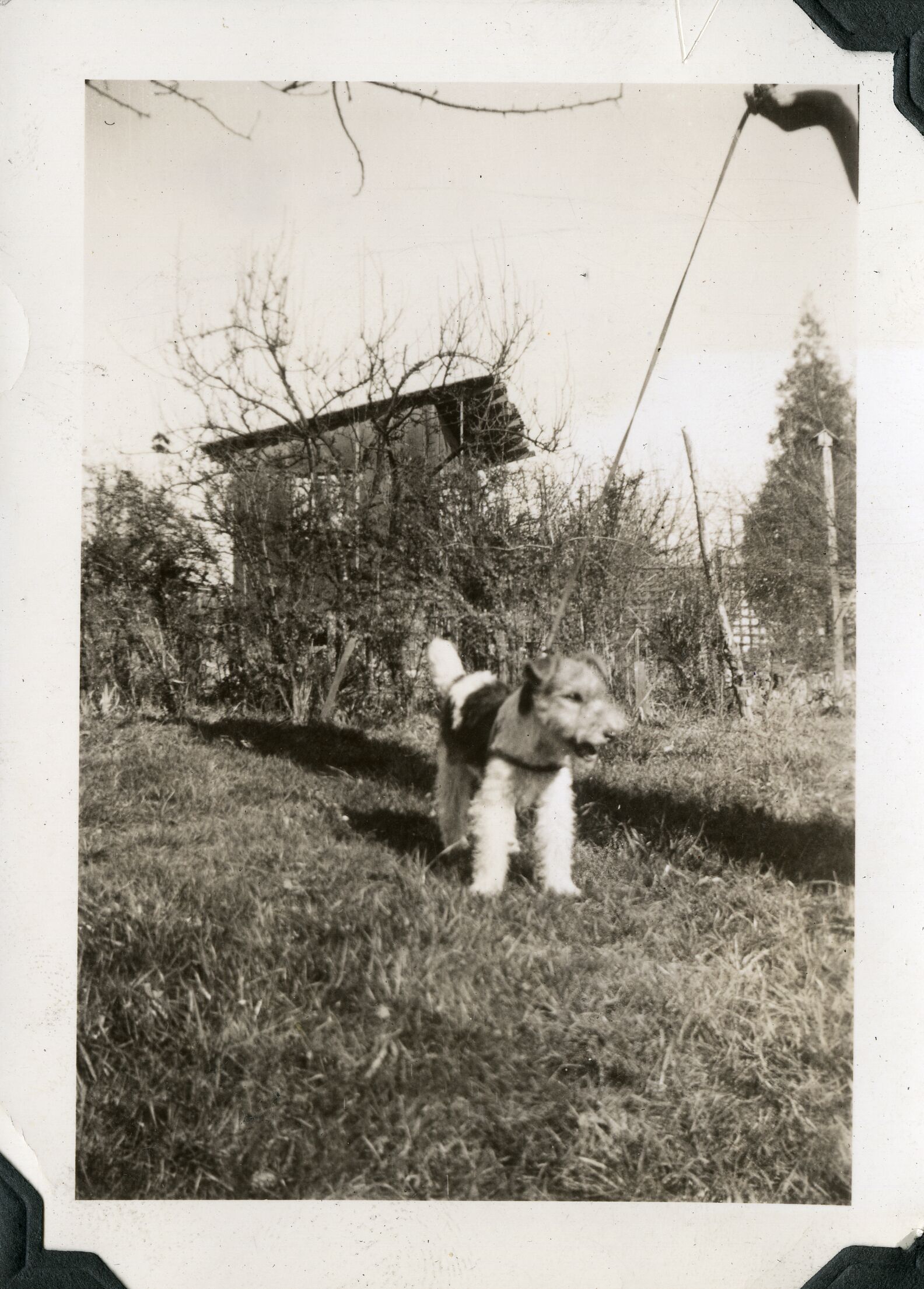 A terrier in a grassy area with brush and a wooden shed in the background.