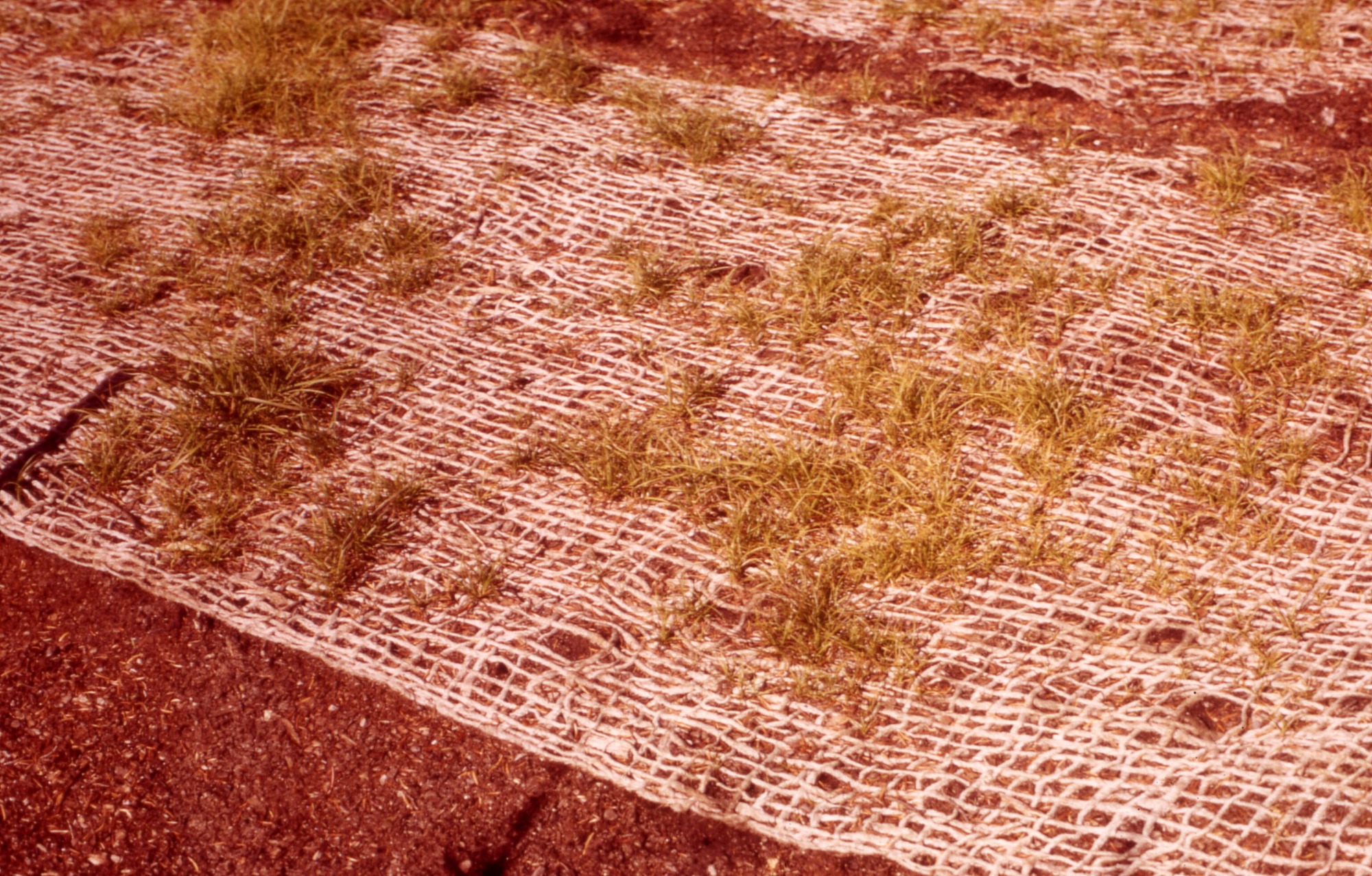 Netting with grass growing through.
