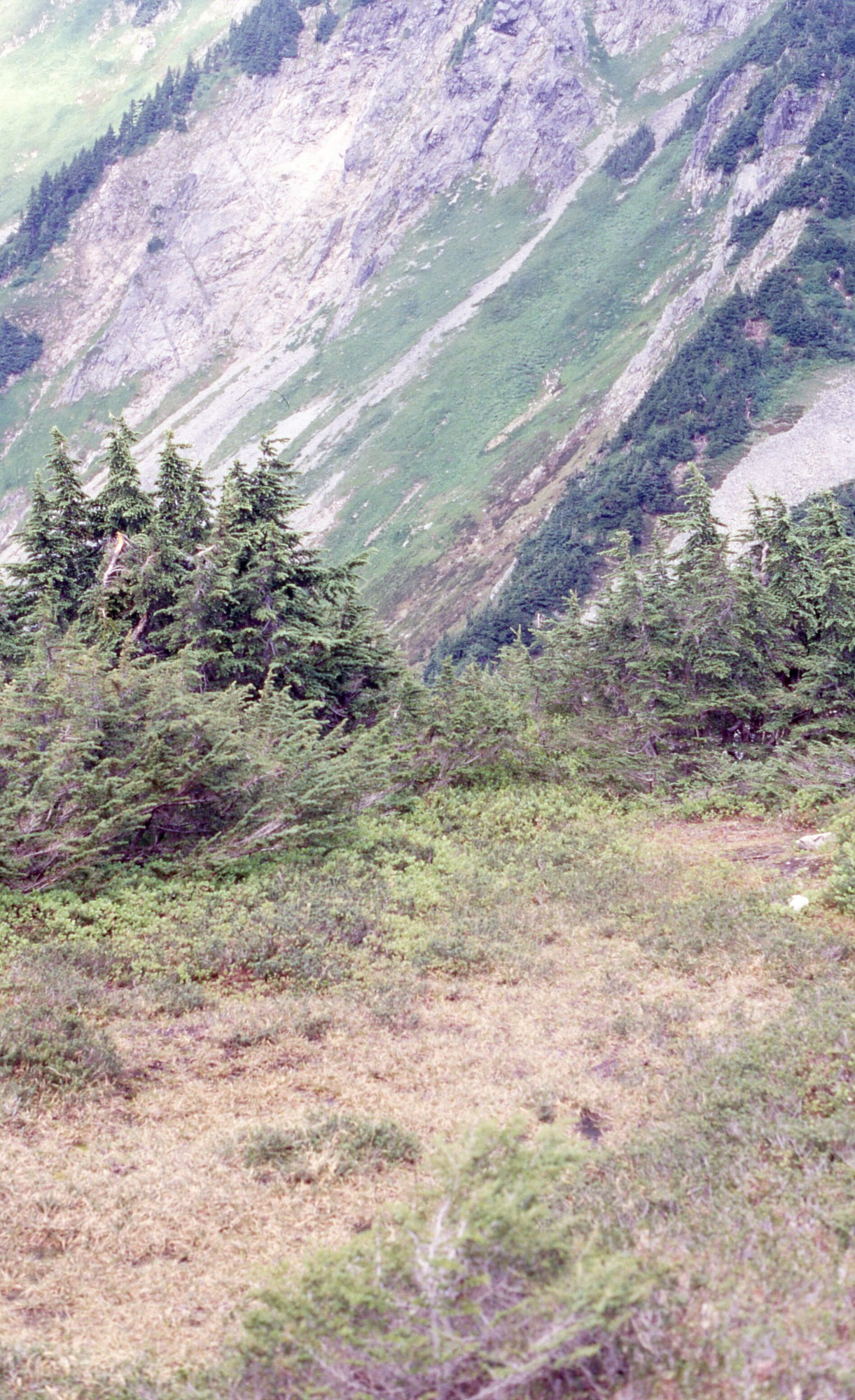 A patchy meadow surrounded by denser shrubs and wildflowers. In the background are larger bushes and trees. In the distance are forested mountain slopes.