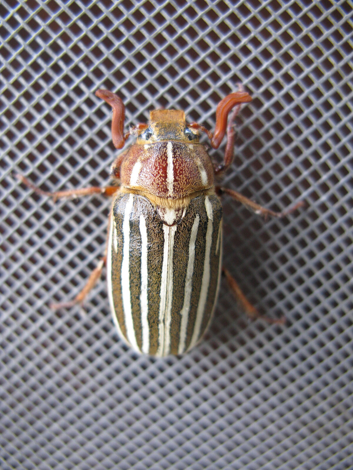 A brown beetle with wide wide stripes.