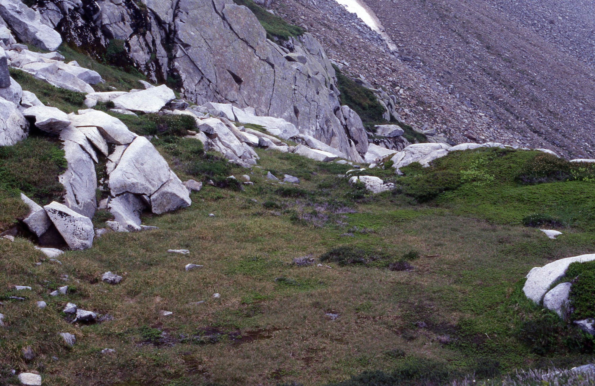 A patchy meadow beside a rocky hillside. In the distance is a rocky mountain slope.