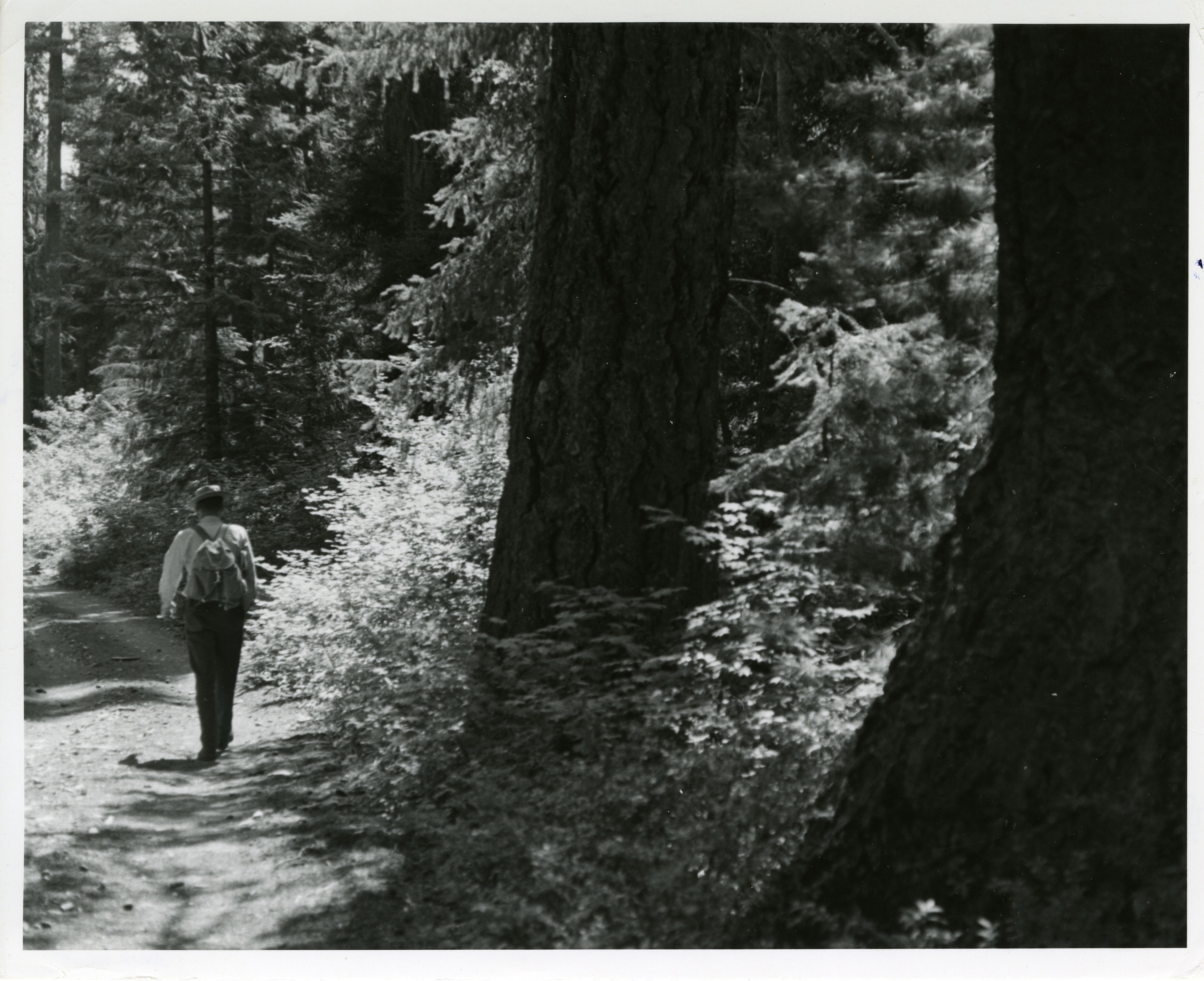 A man with hat and knapsack hiking on road through forest.