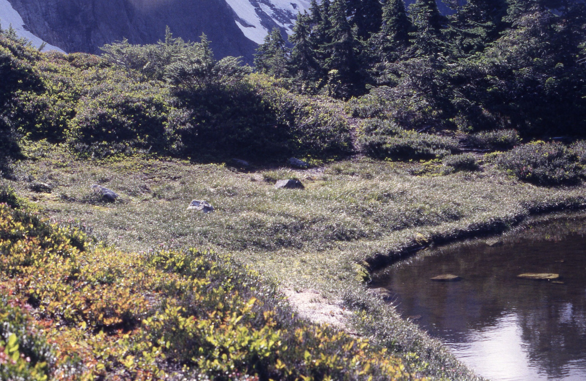 A grassy knoll bordered by trees, shrubs, and wildflowers next to a pond.