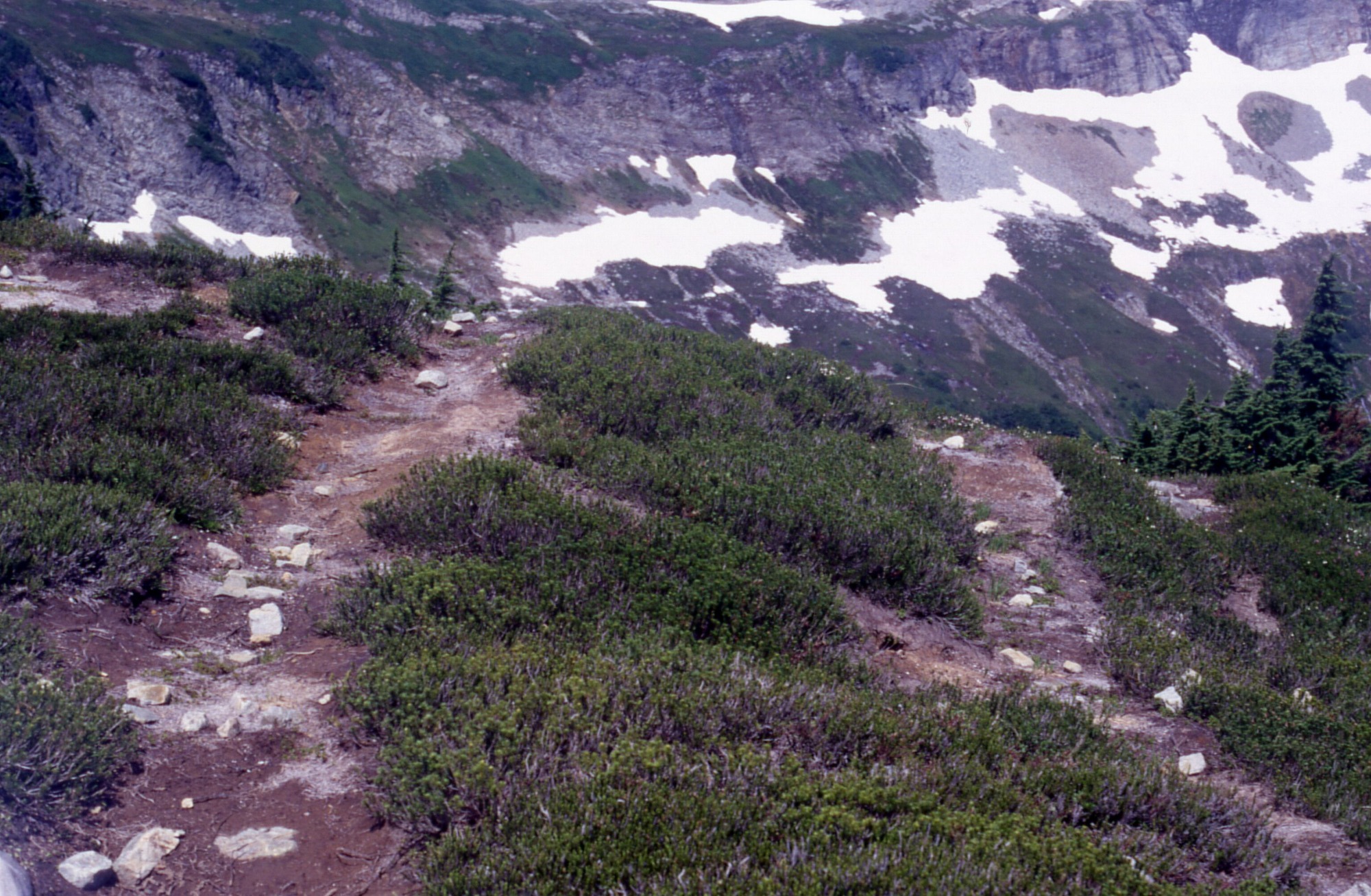 A series of social trails studded with small rocks crossing through a meadow of wildflowers. In the distance are snowy mountain slopes.