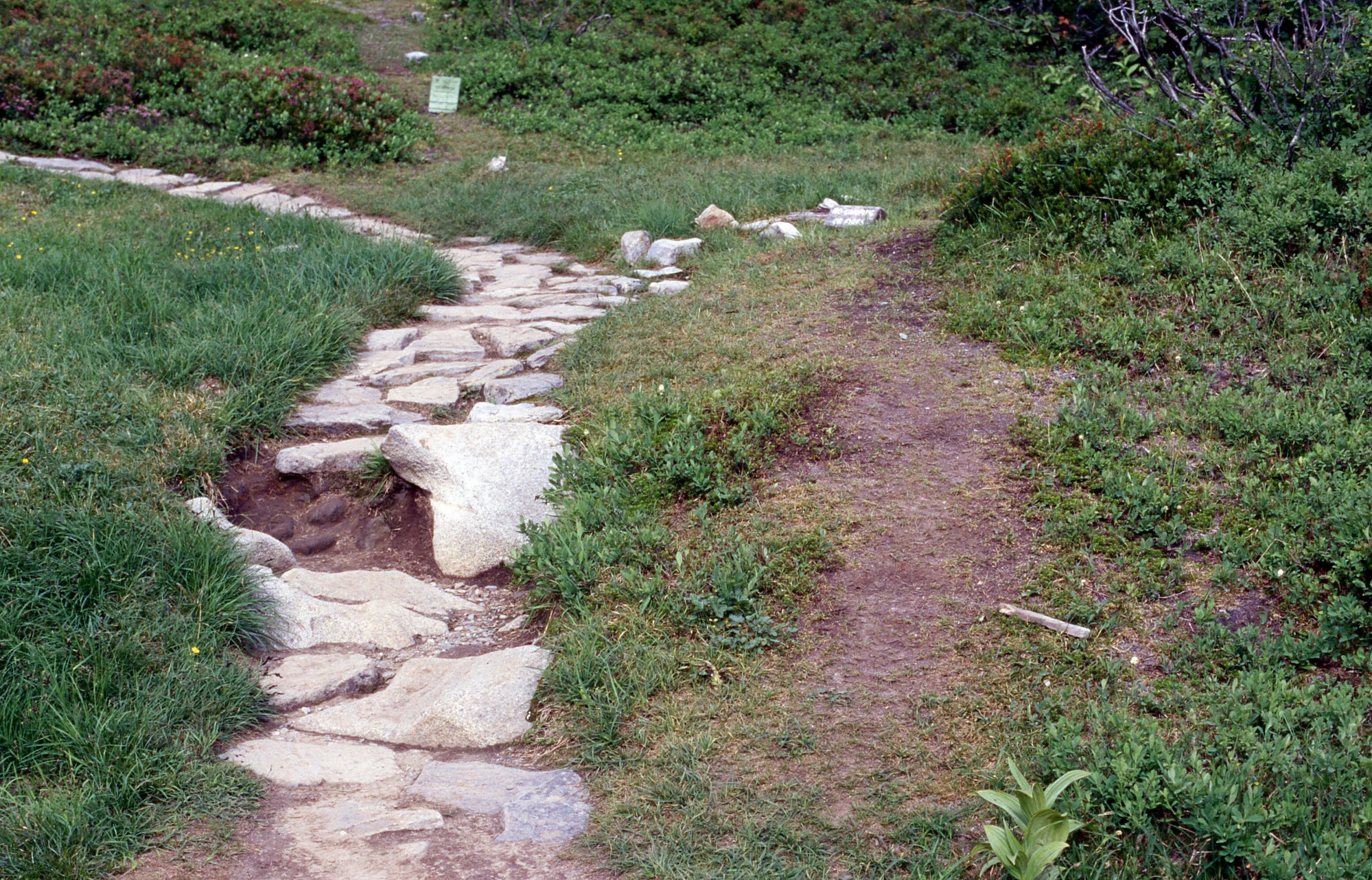 A trail paved with stones surrounded by grass, wildflowers, and shrubs. A large bare patch of dirt runs along the side of the trail.