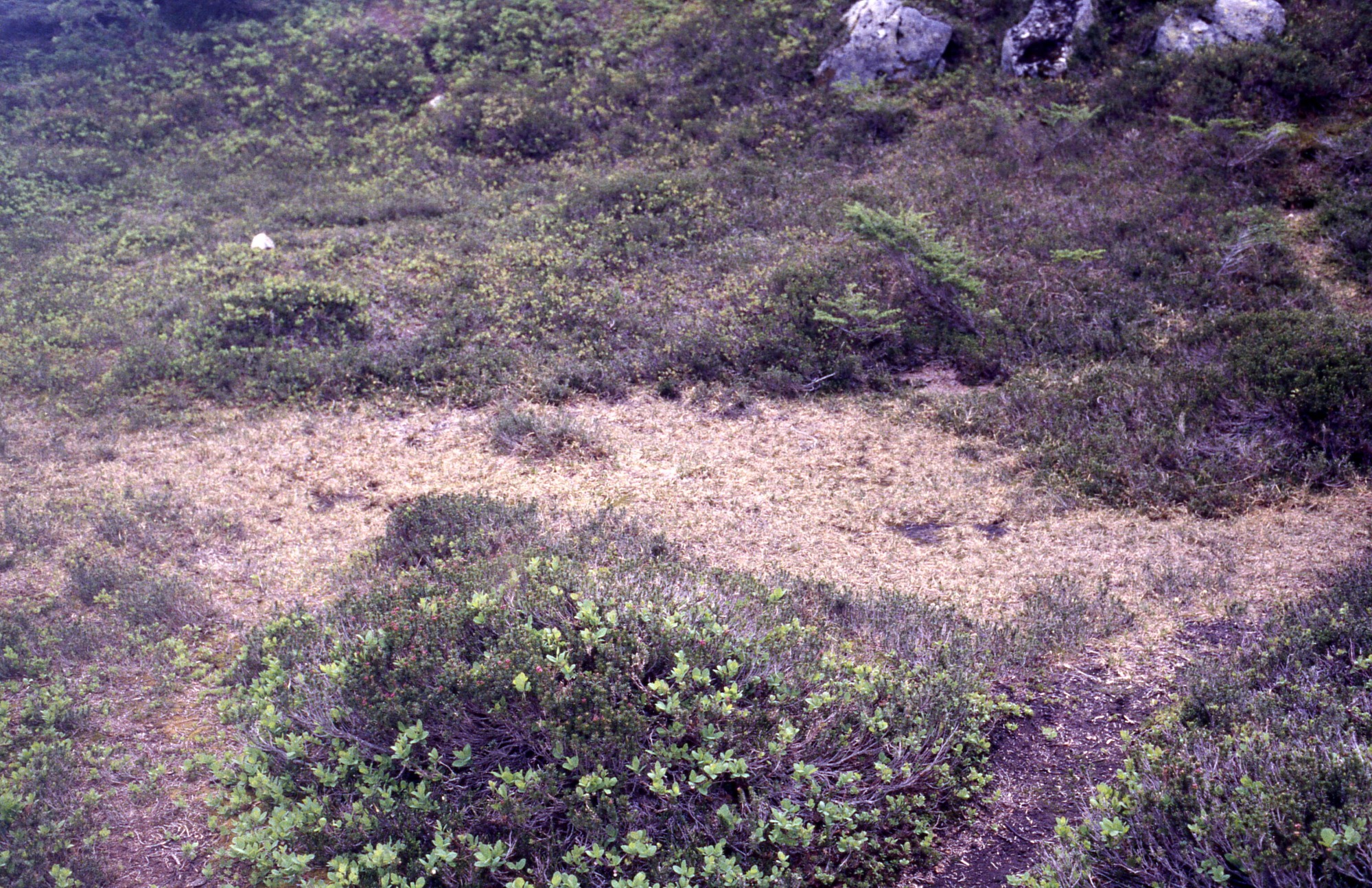 A patchy strip of ground covered in curly mulch, surrounded by wildflowers and shrubs.