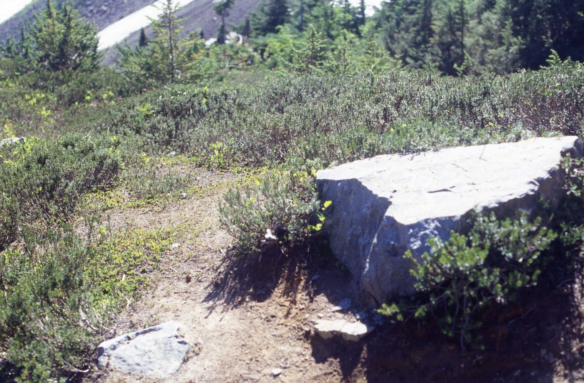 A large rock surrounded by shrubs and trees next to a bare strip of dirt. In the distance are trees and a mountain slope.