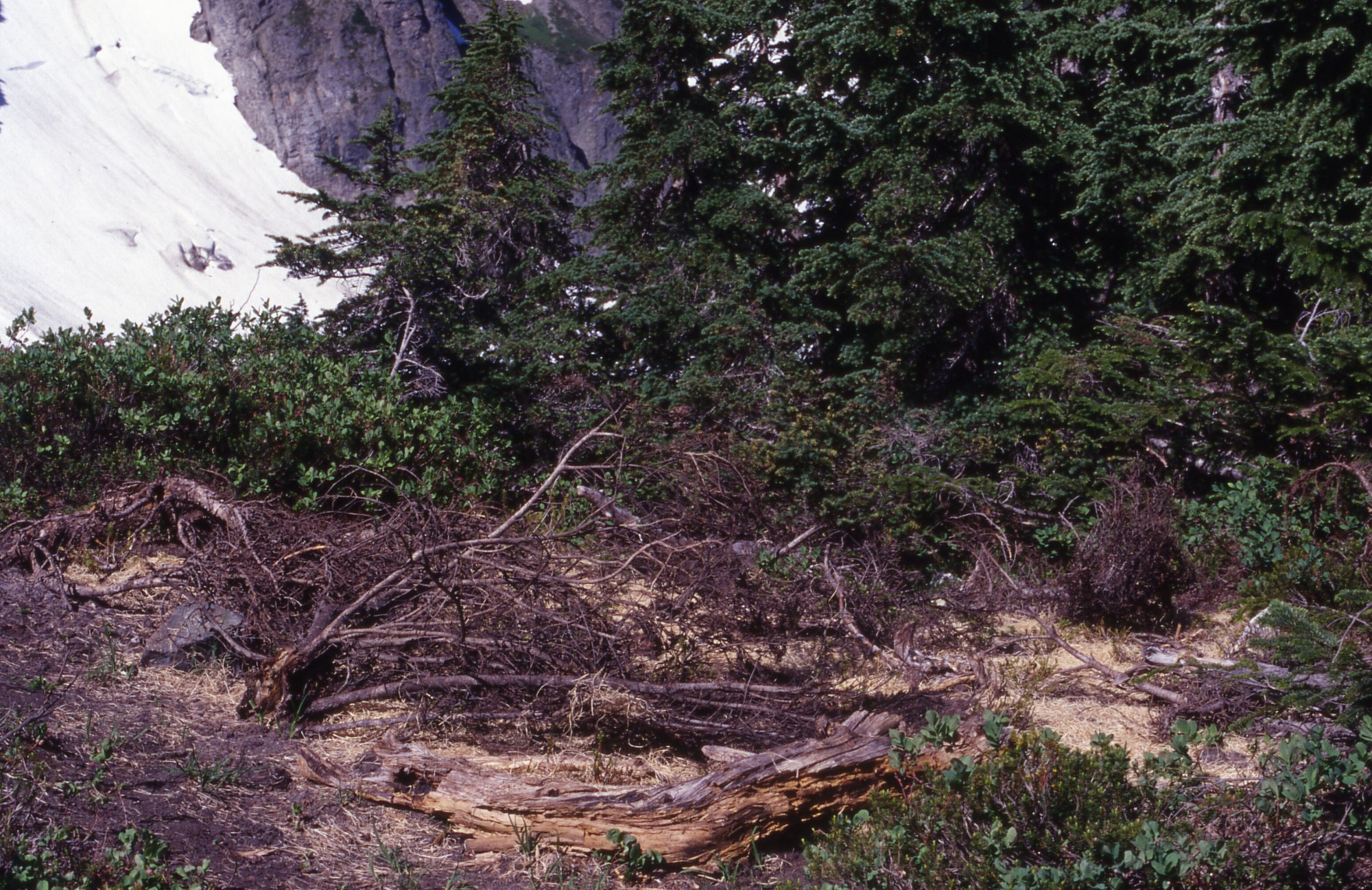 A bare patch of earth covered in curly mulch and fallen tree branches surrounded by trees and shrubs.