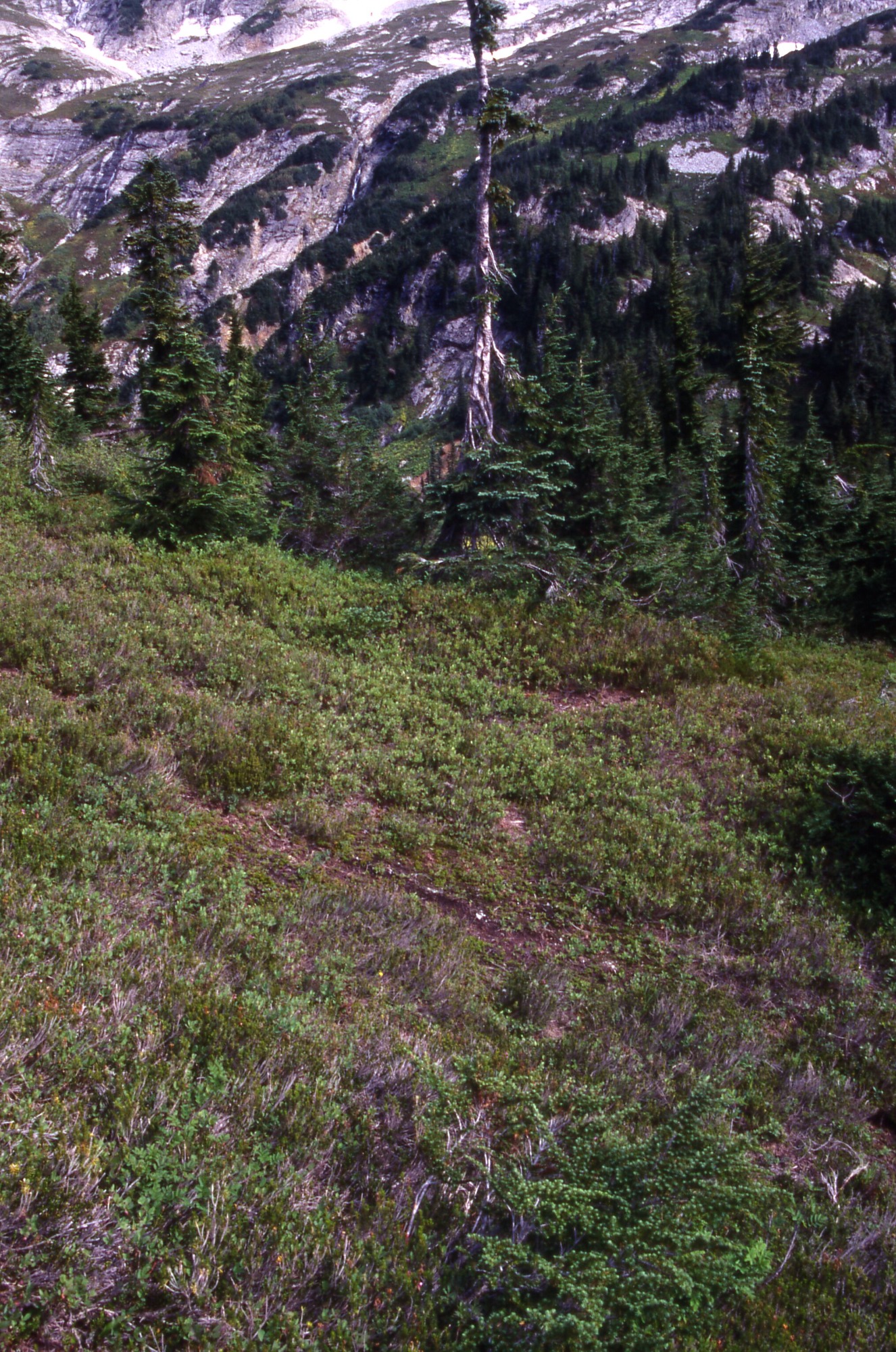 A patchy hillside of grasses, shrubs, and wildflowers with trees in the background. In the distance are rocky mountainsides and cliffs.