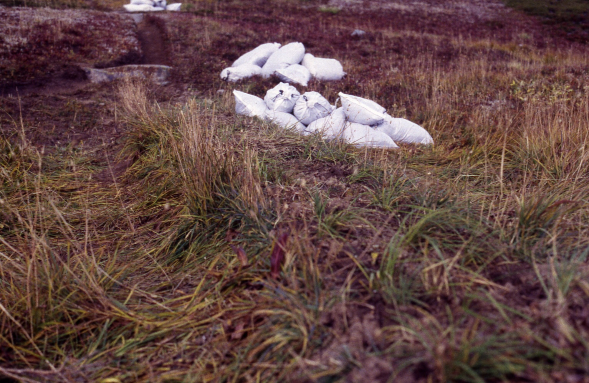 Two piles of white bags in a patchy grass clearing.