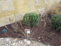 A flower bed with bushes and a sign in front of a brick wall.