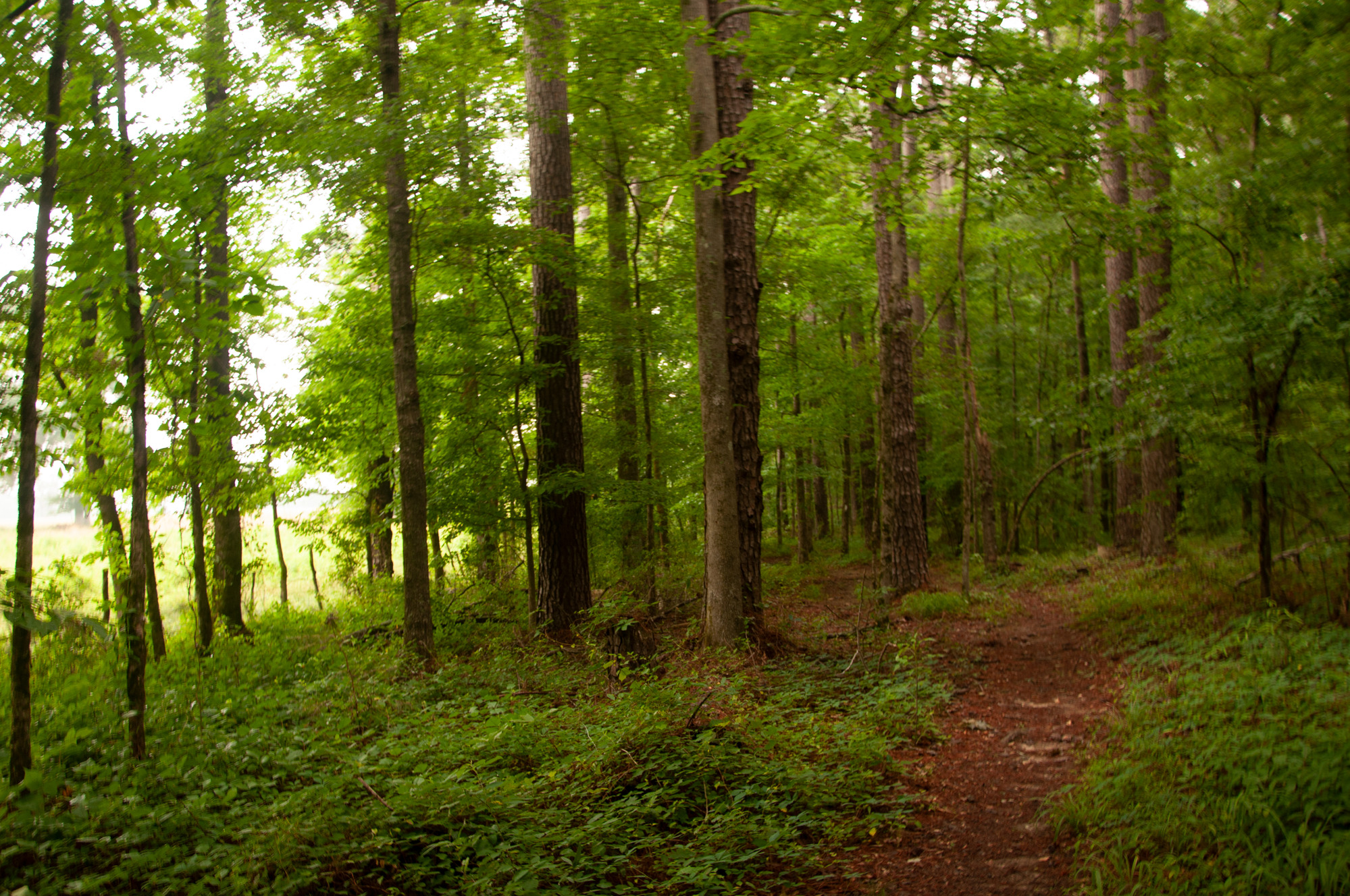 Natchez Trace National Scenic Trail wooded Yockanookany section