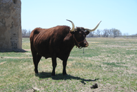 A brown bull standing in a field.