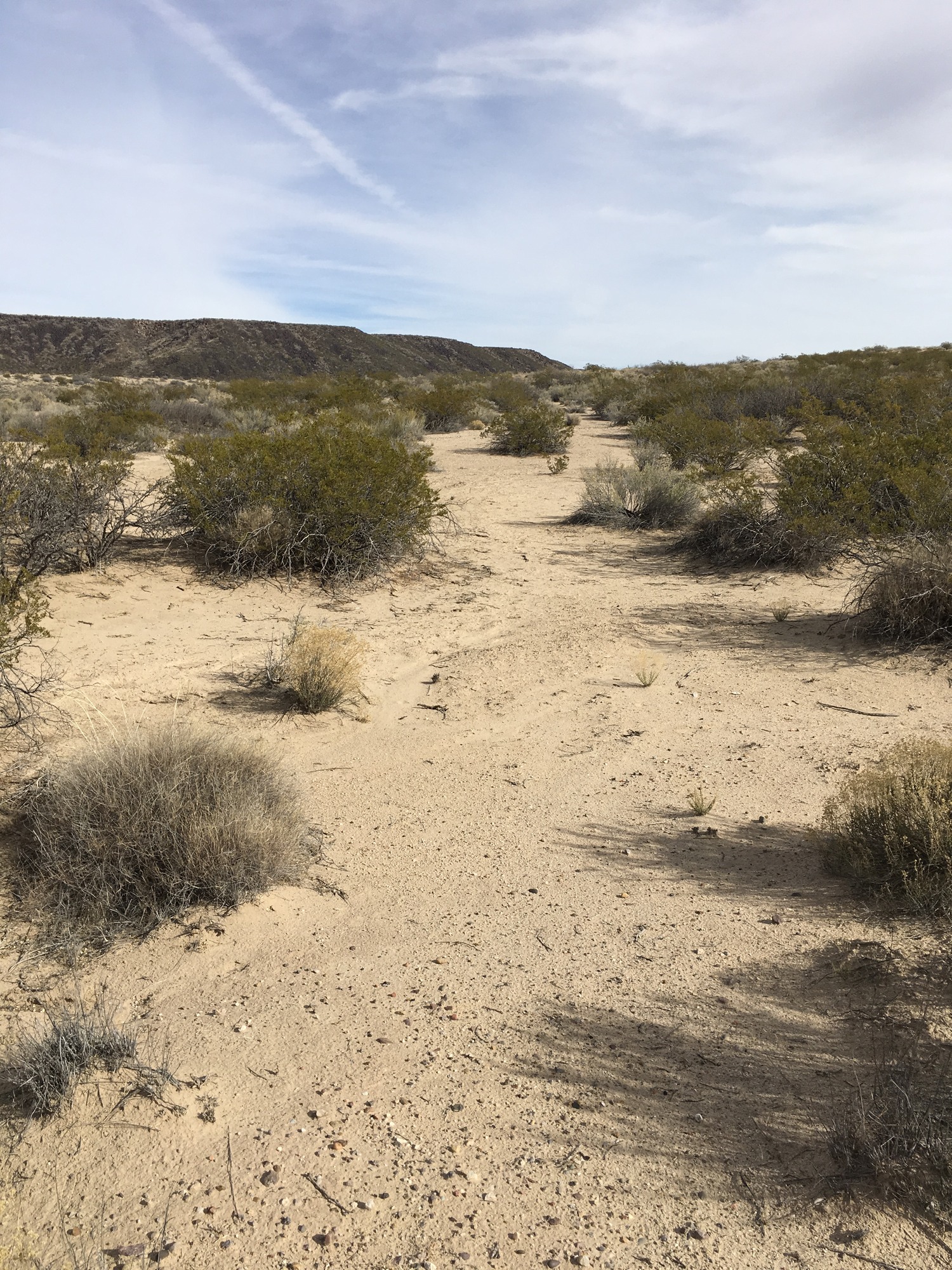 A dirt road in the desert with bushes in the background.