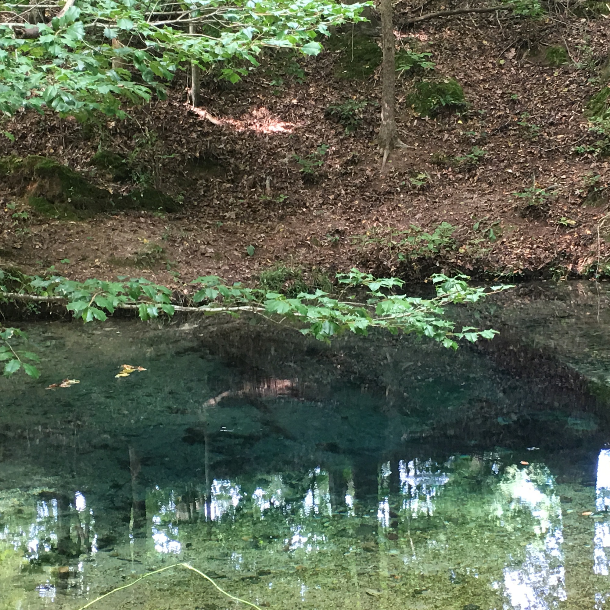 A waterbody in the woods with trees in the background.