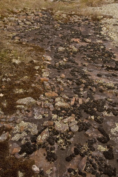 A rocky area with moss and grasses in the background.
