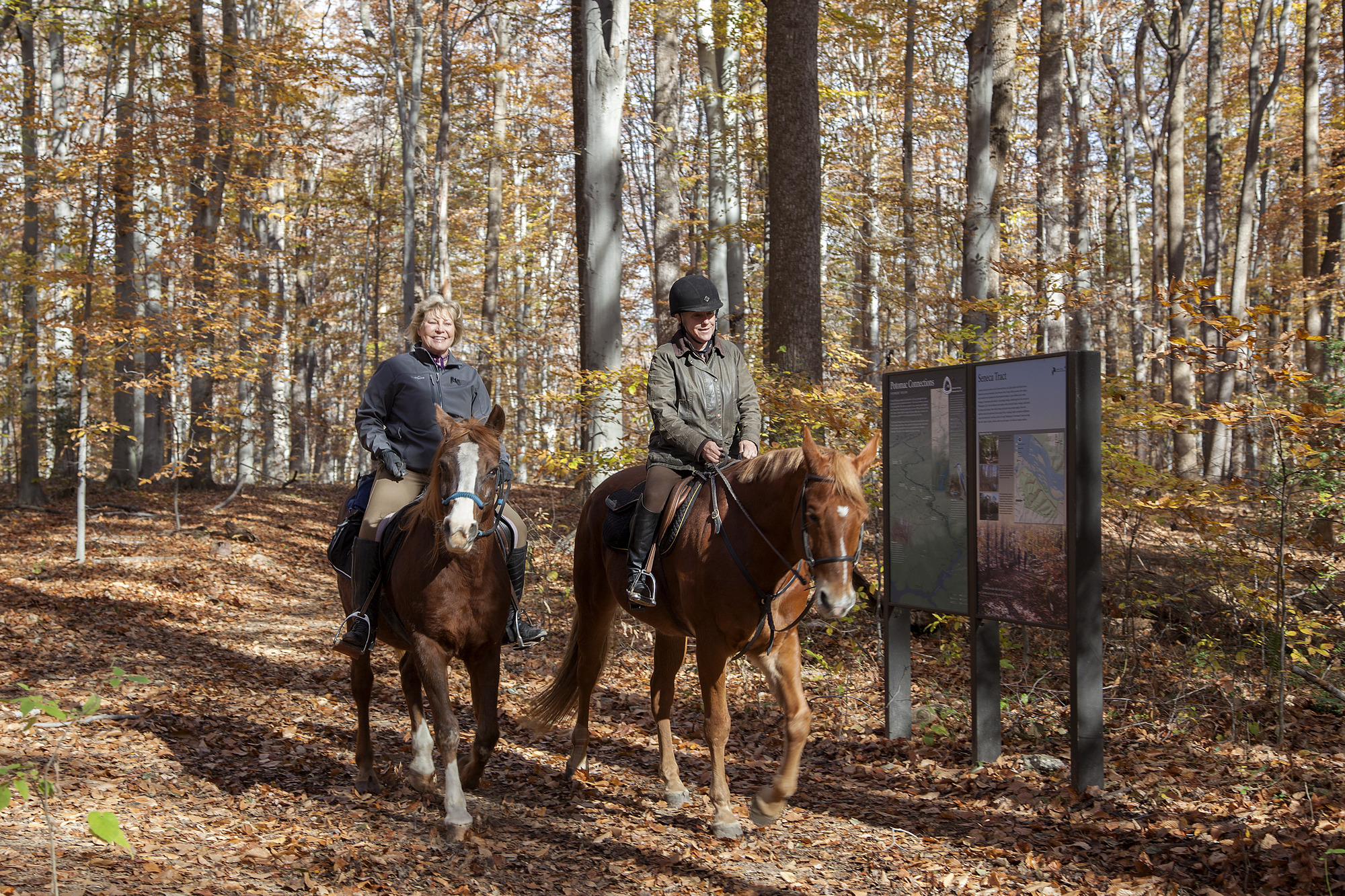 Two women on horses trot down the Potomac Heritage National Scenic Trail in the fall. Trees have orange and yellow leaves, and several leaves are already lining the trail. 