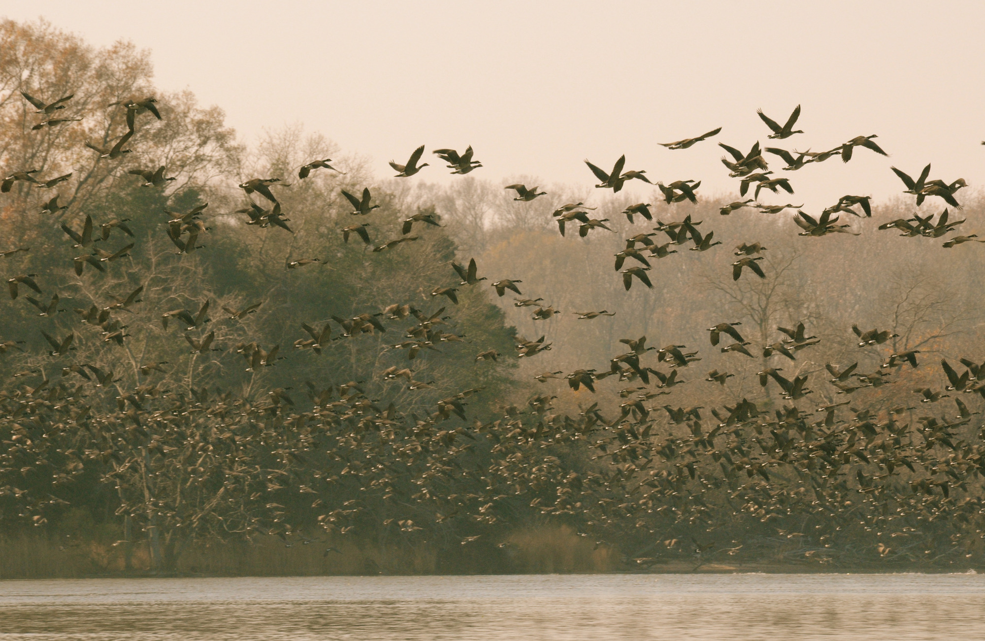 A flock of Canada geese fly over a wide river with trees and grasses in the background. 