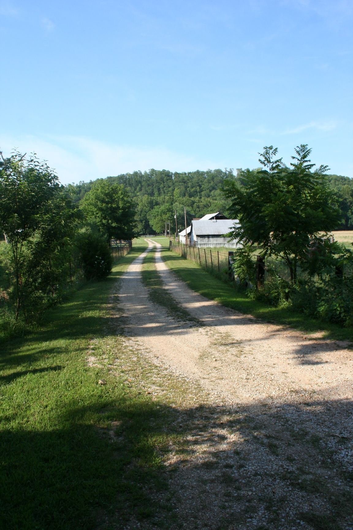 A dirt road surrounded by trees in the woods.