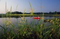 A kayaker paddles on still water surrounded by marsh grasses. 
