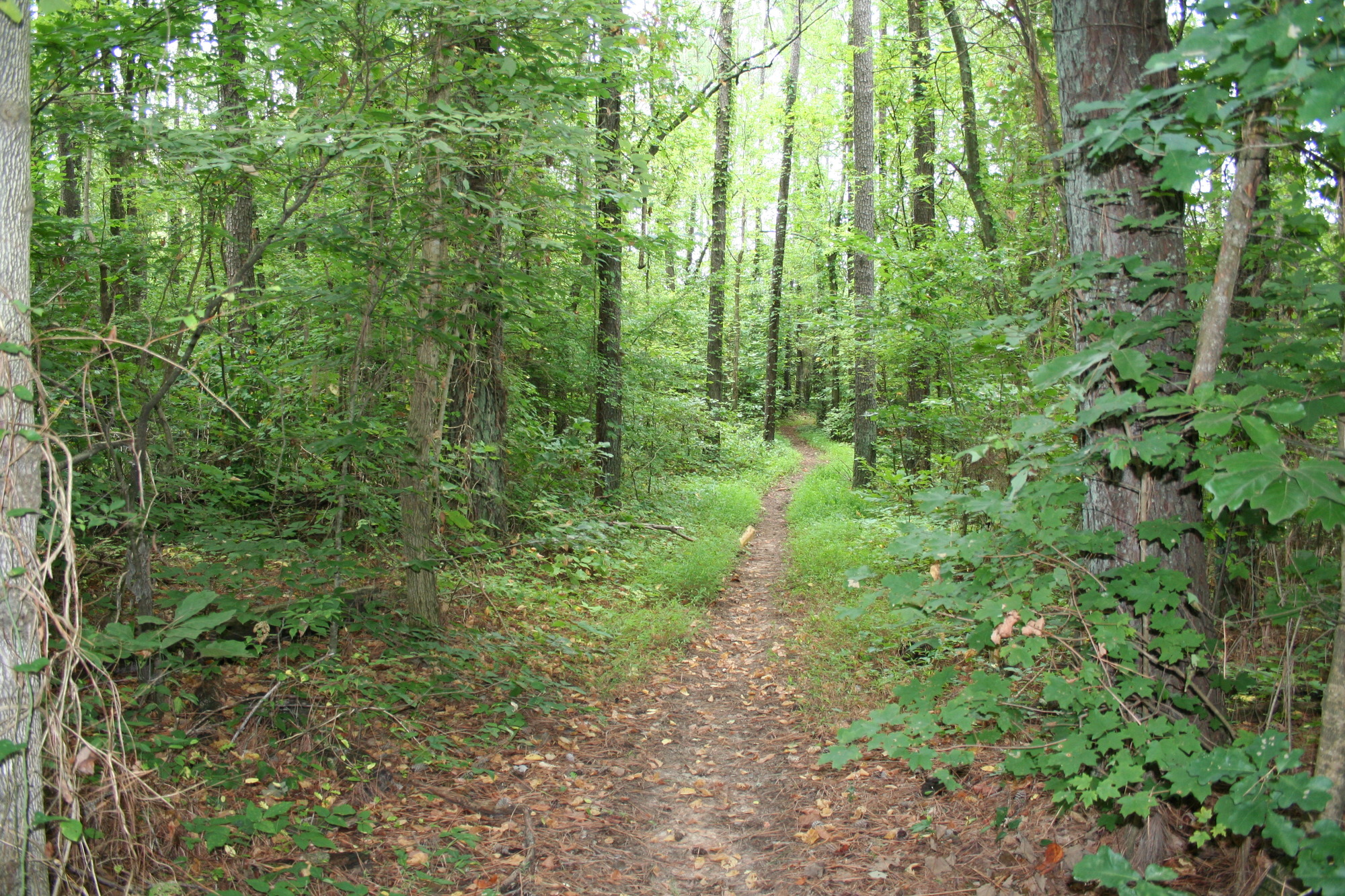 Natchez Trace National Scenic Trail Highland Rim section of trail going through wooded area