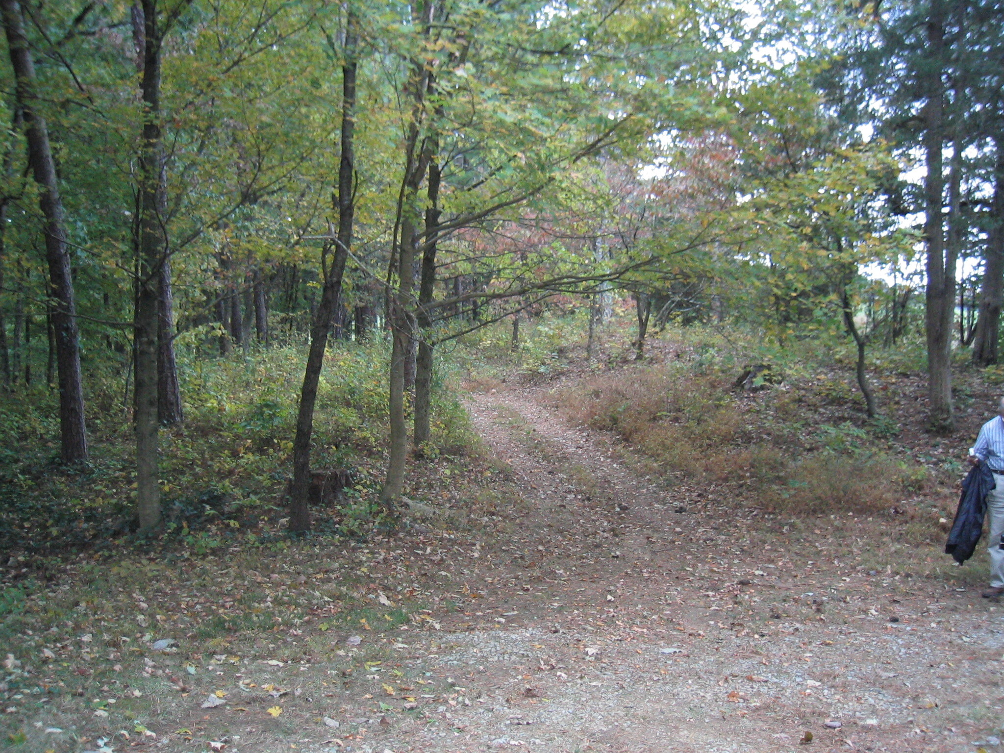 A dirt path in the woods.