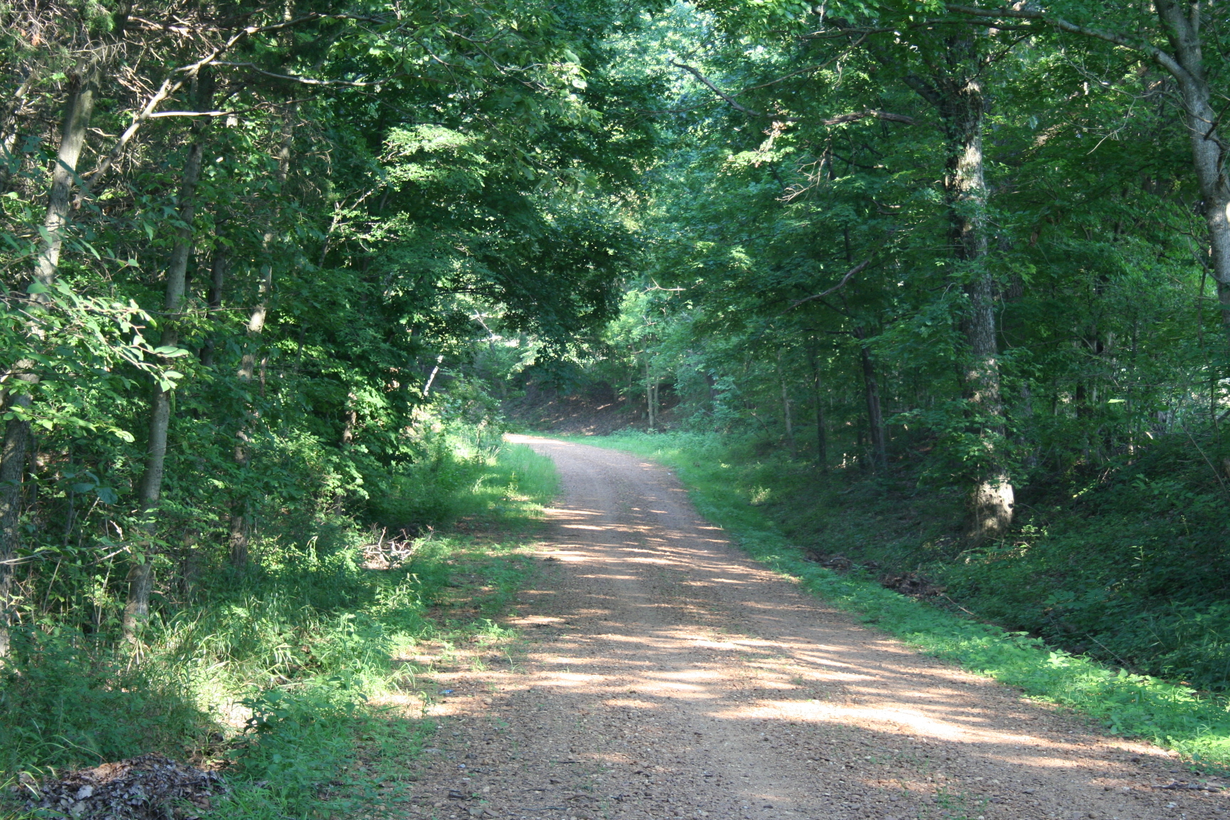 A dirt road in a wooded area.