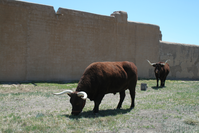 Two brown bulls grazing in a field next to a wall.