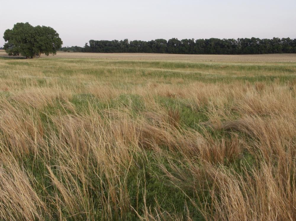 Tall grasses in a field under the cloudy sky.