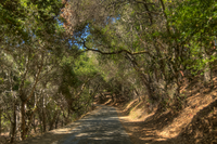 Trees hovering over a trail