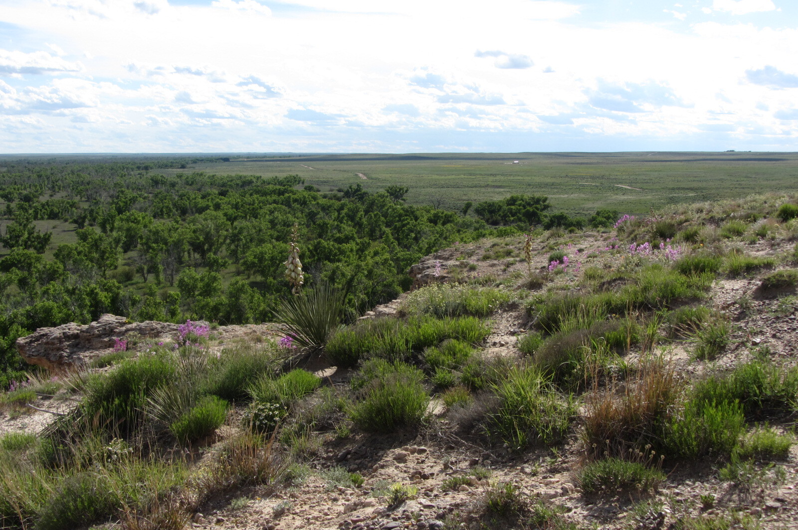 A view from a rocky outcrop overlooking a vast plain with scattered trees and wildflowers under a partly cloudy sky.