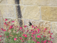 A black and brown butterfly perched on a a flower near a stone wall.
