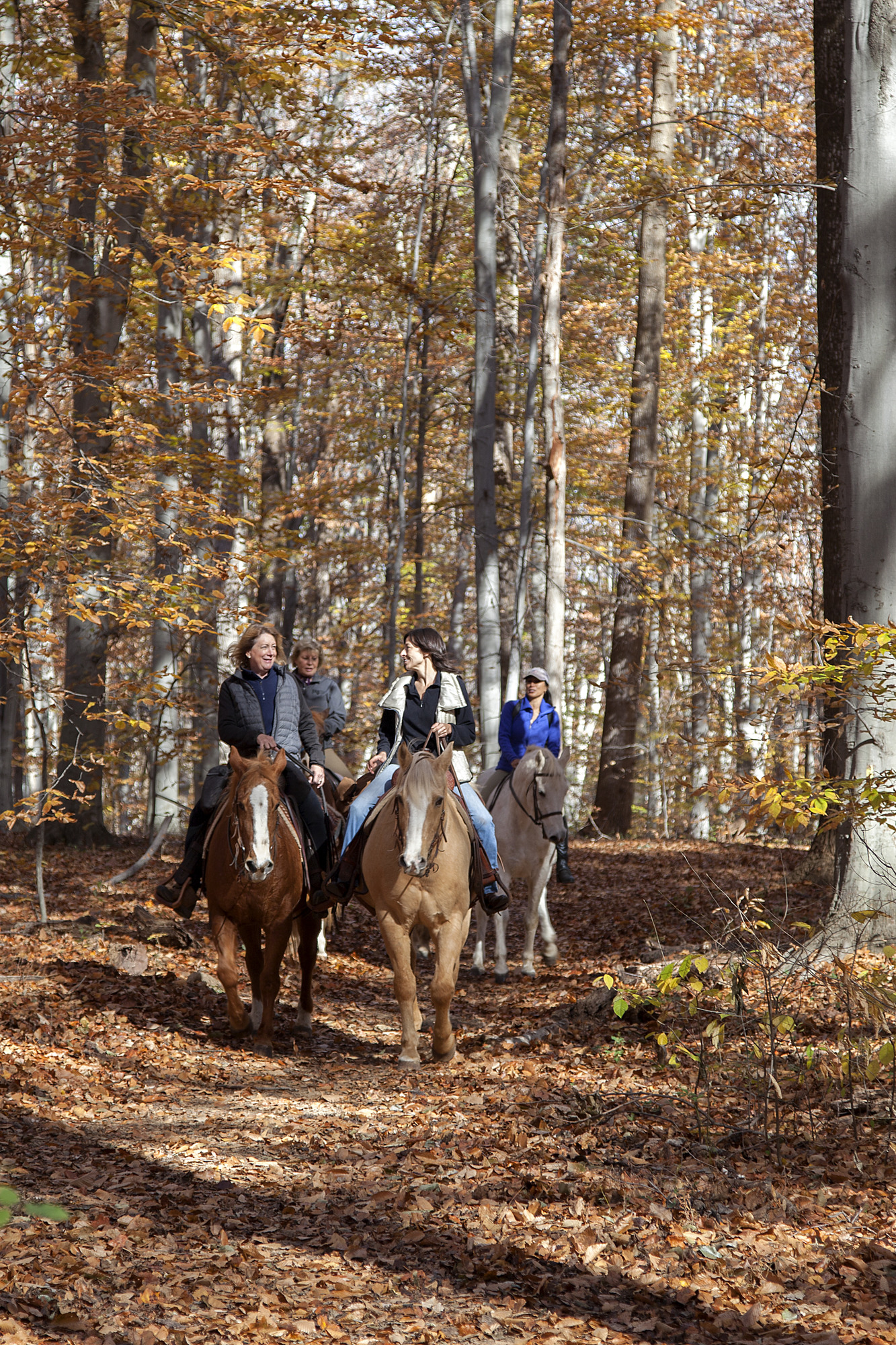 Four women on horses trot down the Potomac Heritage National Scenic Trail in the fall. Trees have orange and yellow leaves, and several leaves are already lining the trail. 