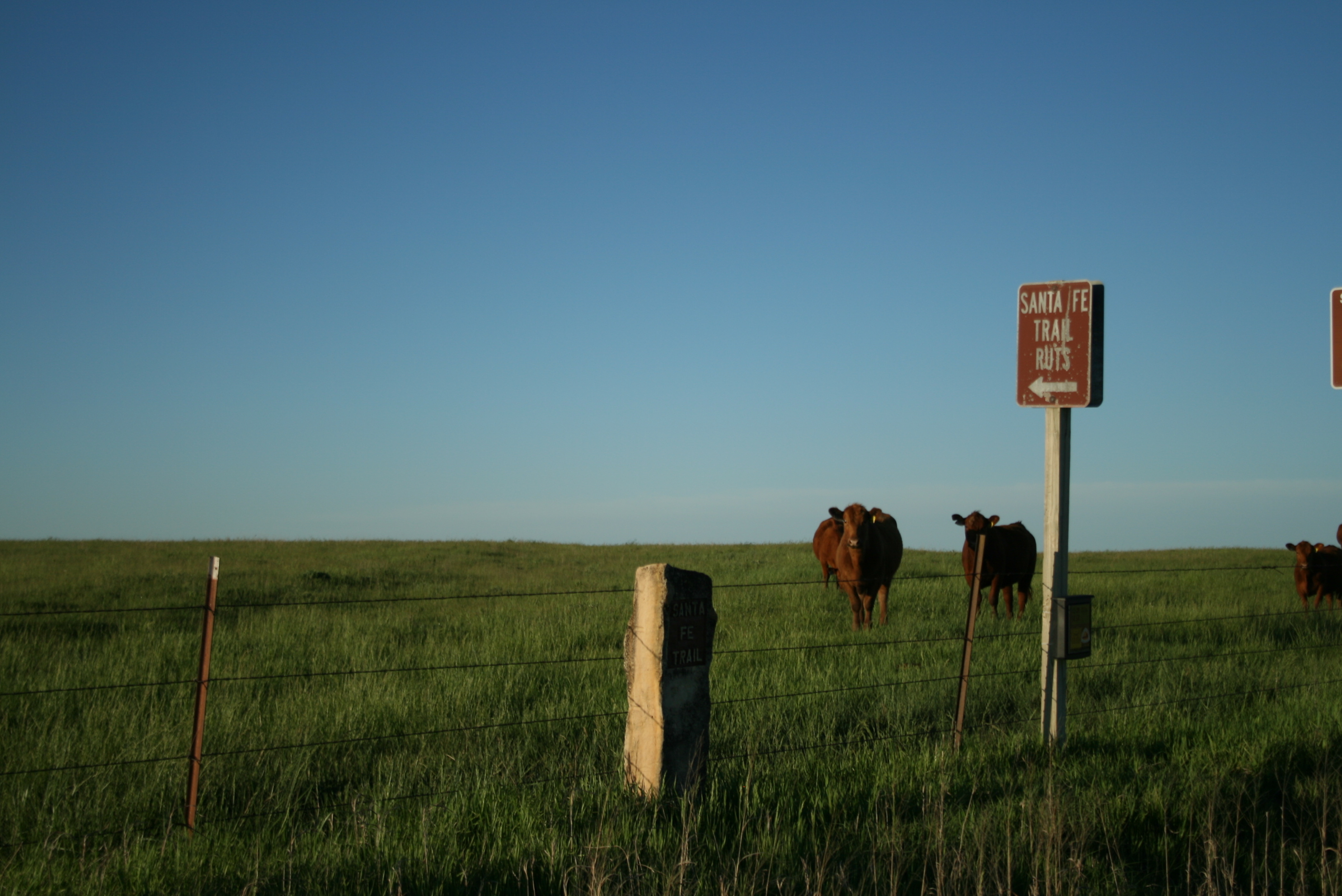 A group of cows walking in a grassy field next to a fence.