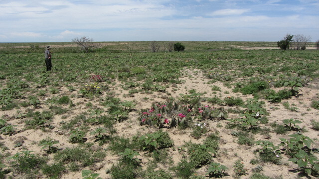 A person stands in a wide field with patches of green plants and pink flowers under a cloudy sky.