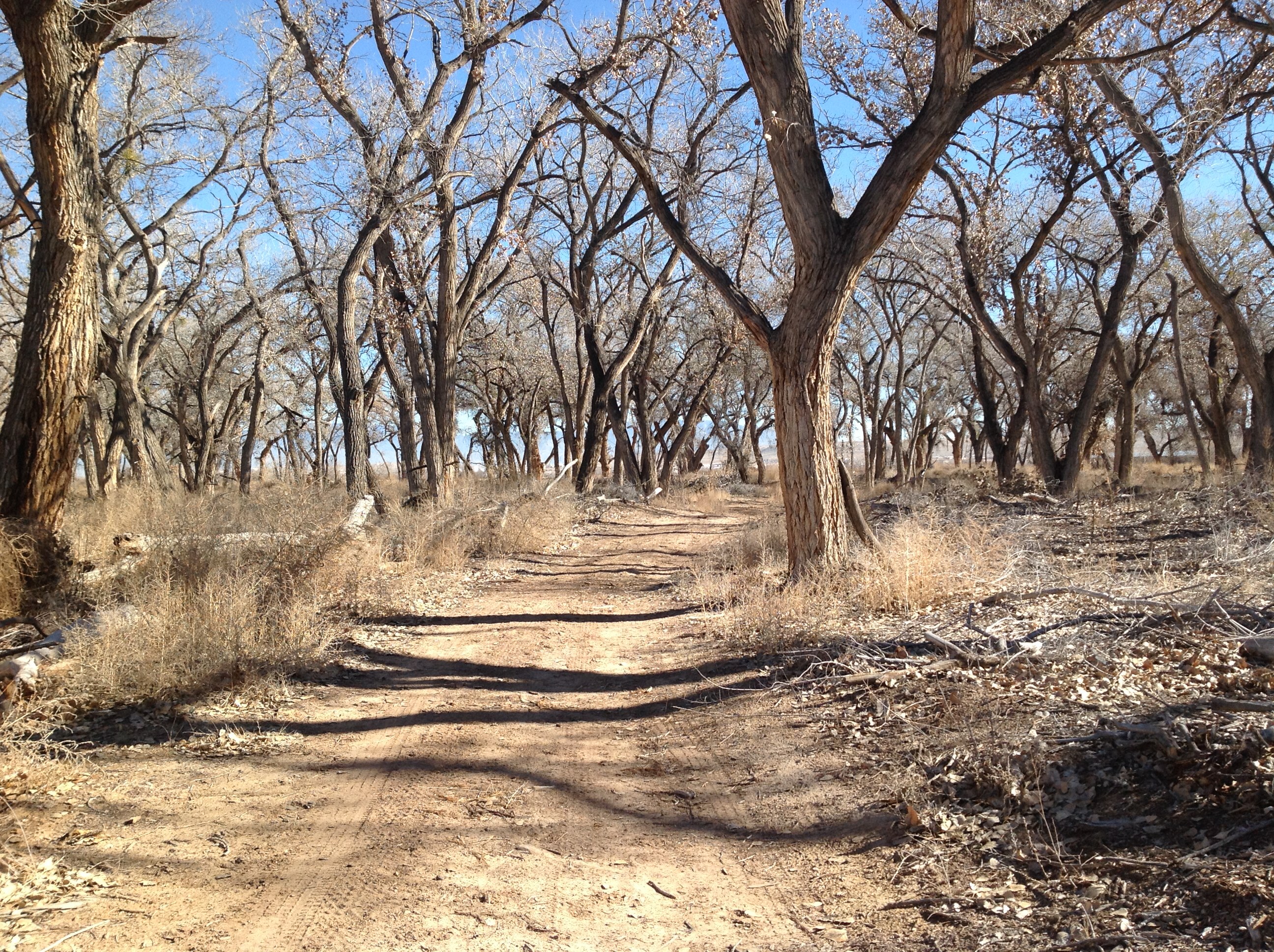 A dirt road surrounded by bare trees.