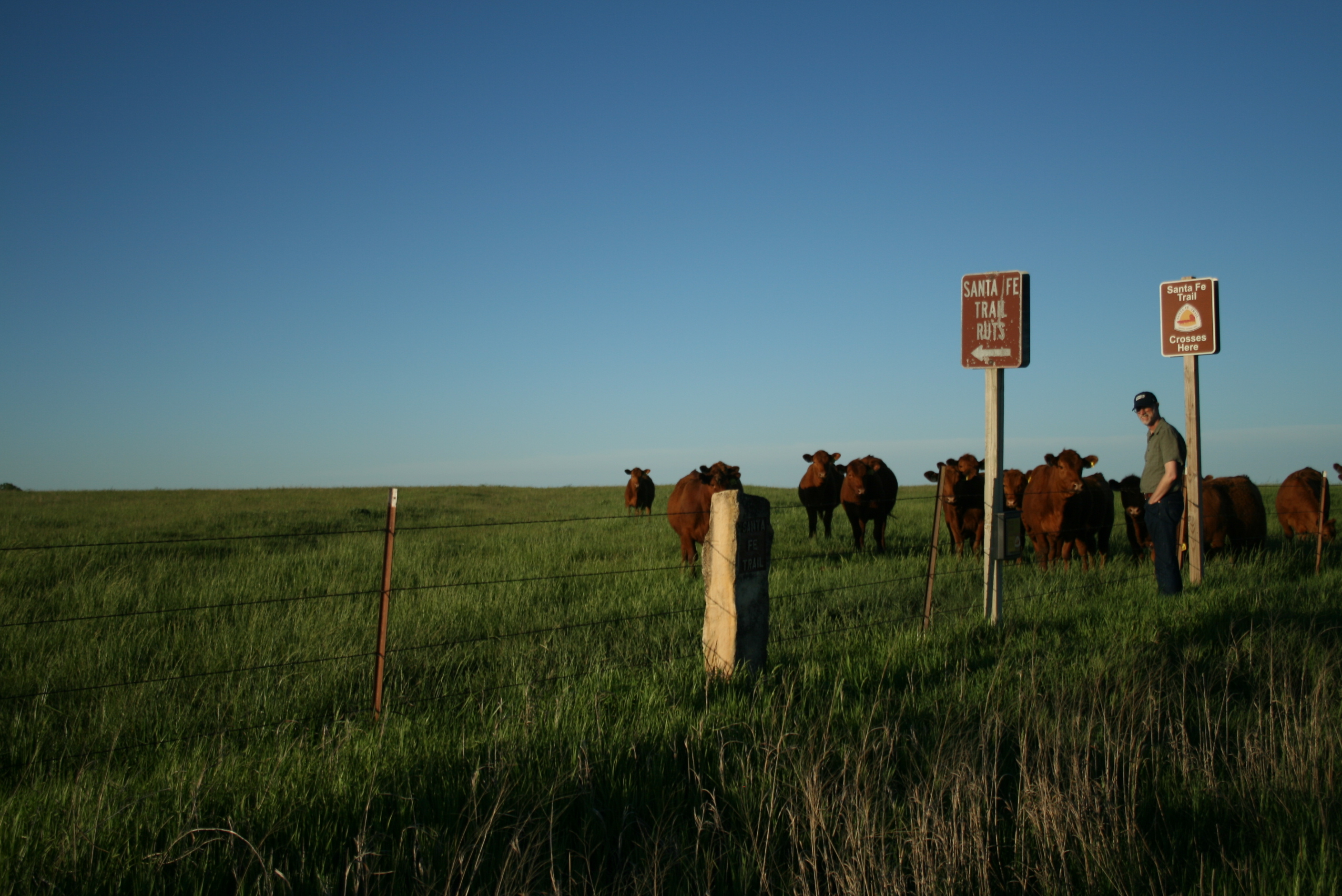 A group of cows walking in a grassy field next to a fence.